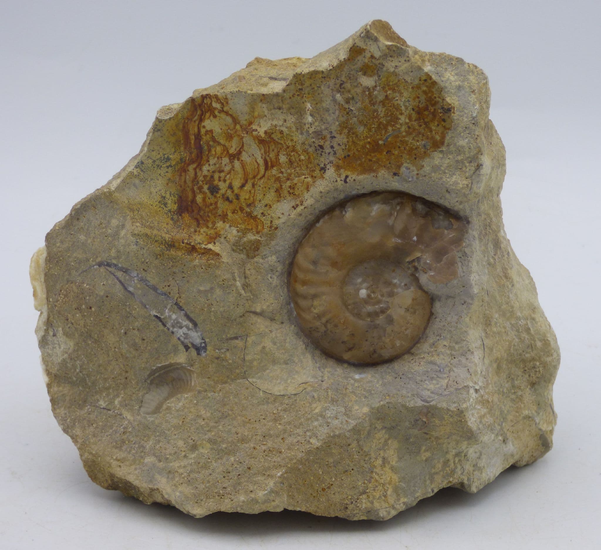 Jurassic Fossil Ammonite Euhoploceras Dorset England