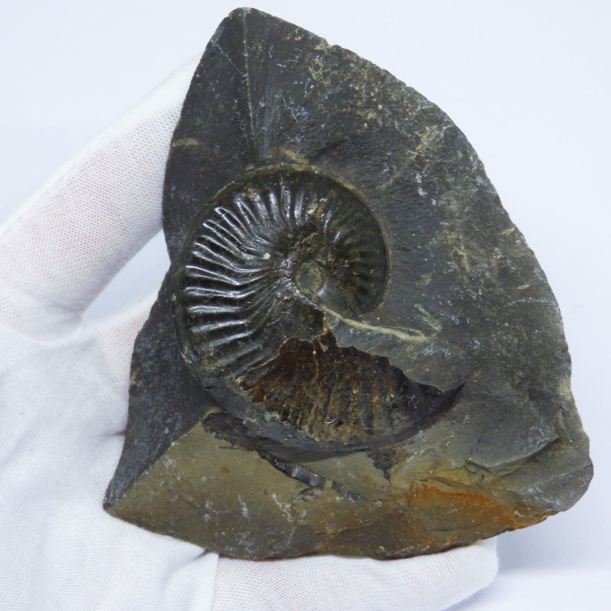 Fossil Ammonite in Nodule Pseudolioceras Lythense Whitby UK with display stand