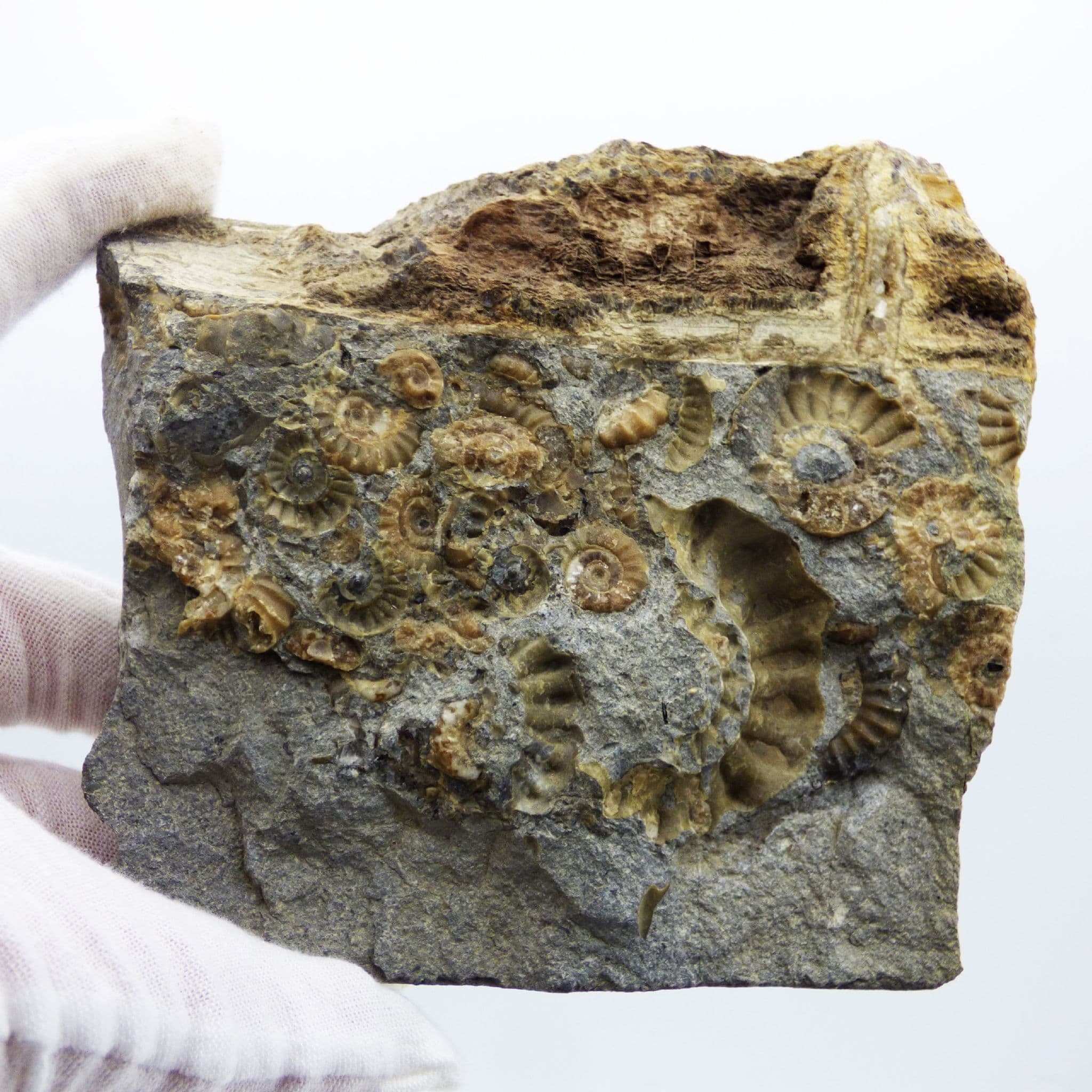 Fossil Ammonite Promicroceras Marstonense + Wood Double Sided Somerset UK