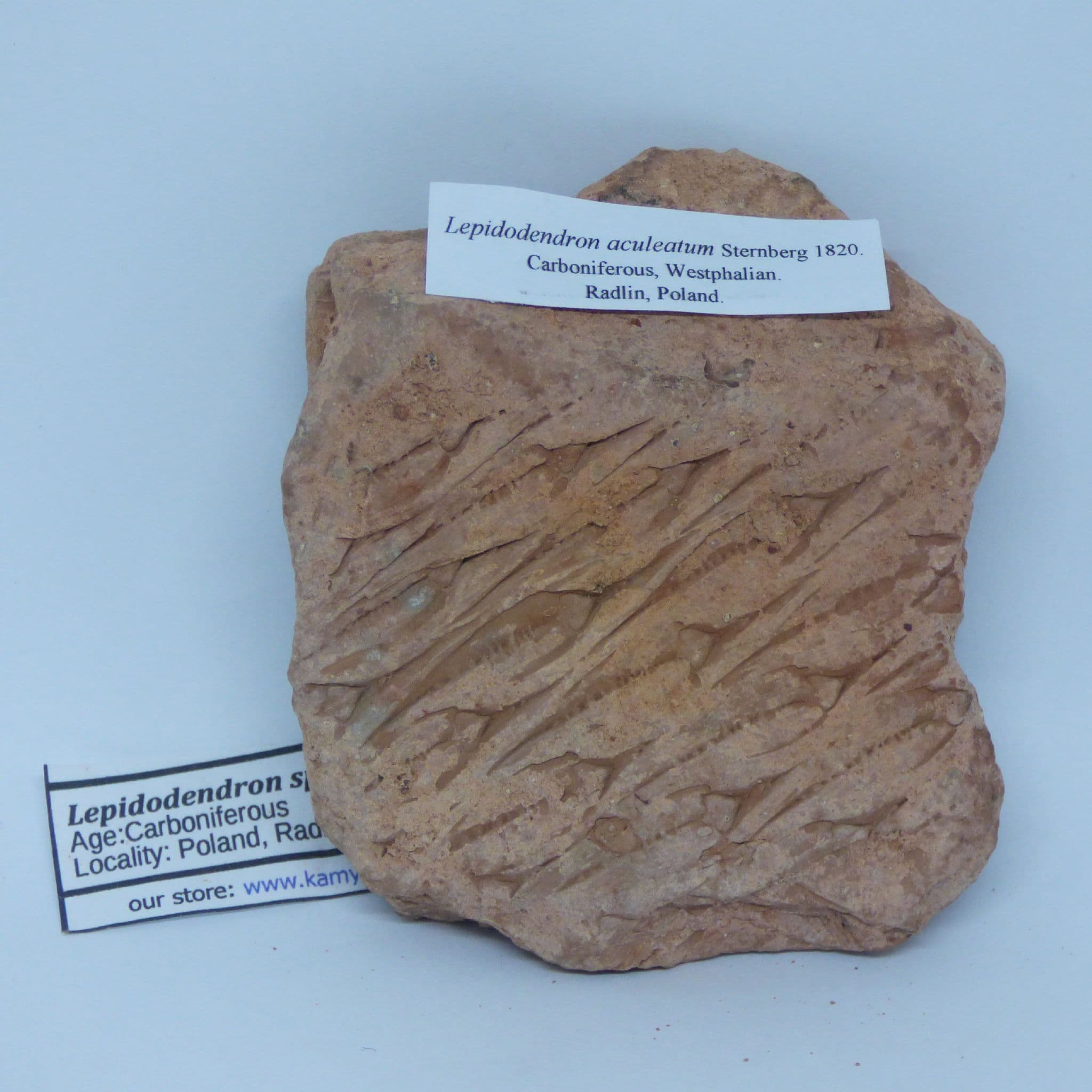 Fossil Bark Lepidodendron Aculeatum Vascular Plant Carbiniferous Poland + Stand