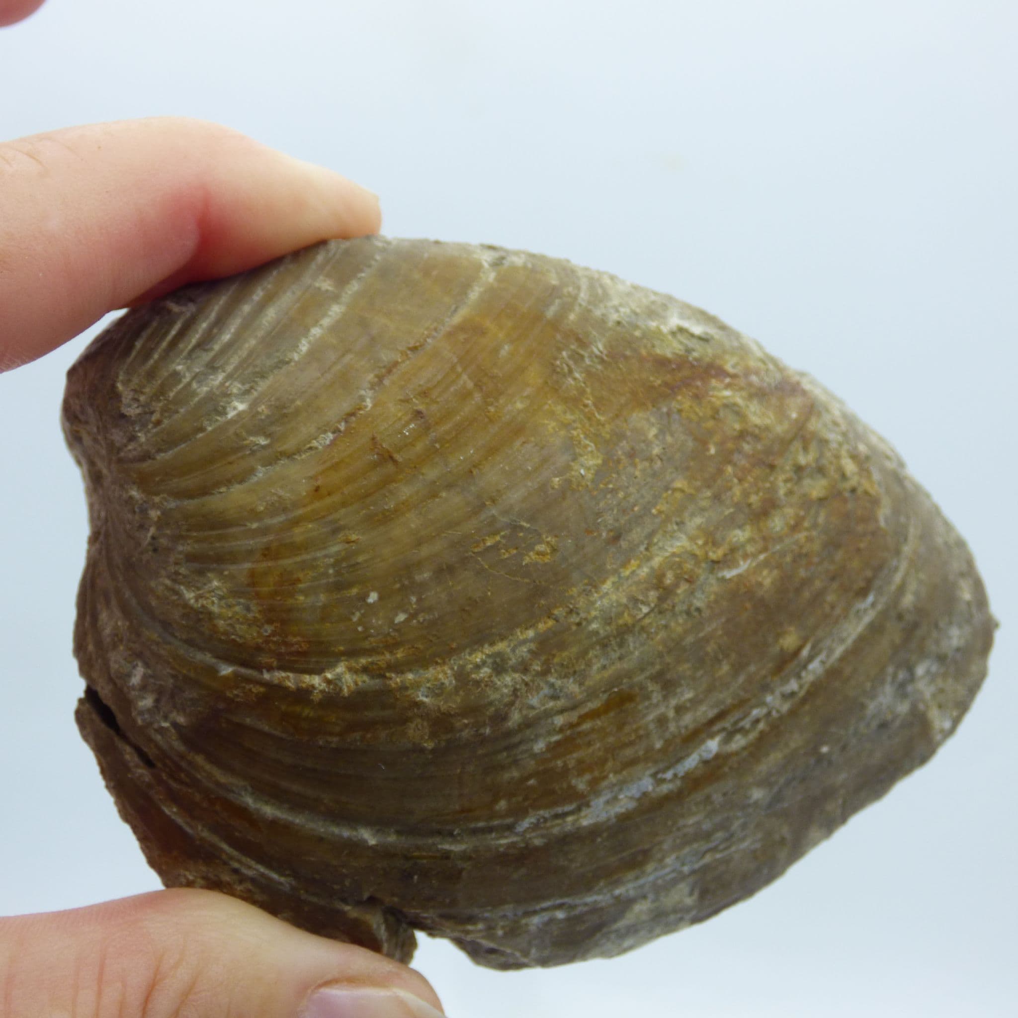 fossil bivalve cardinia hyrida lincolnshire display stand