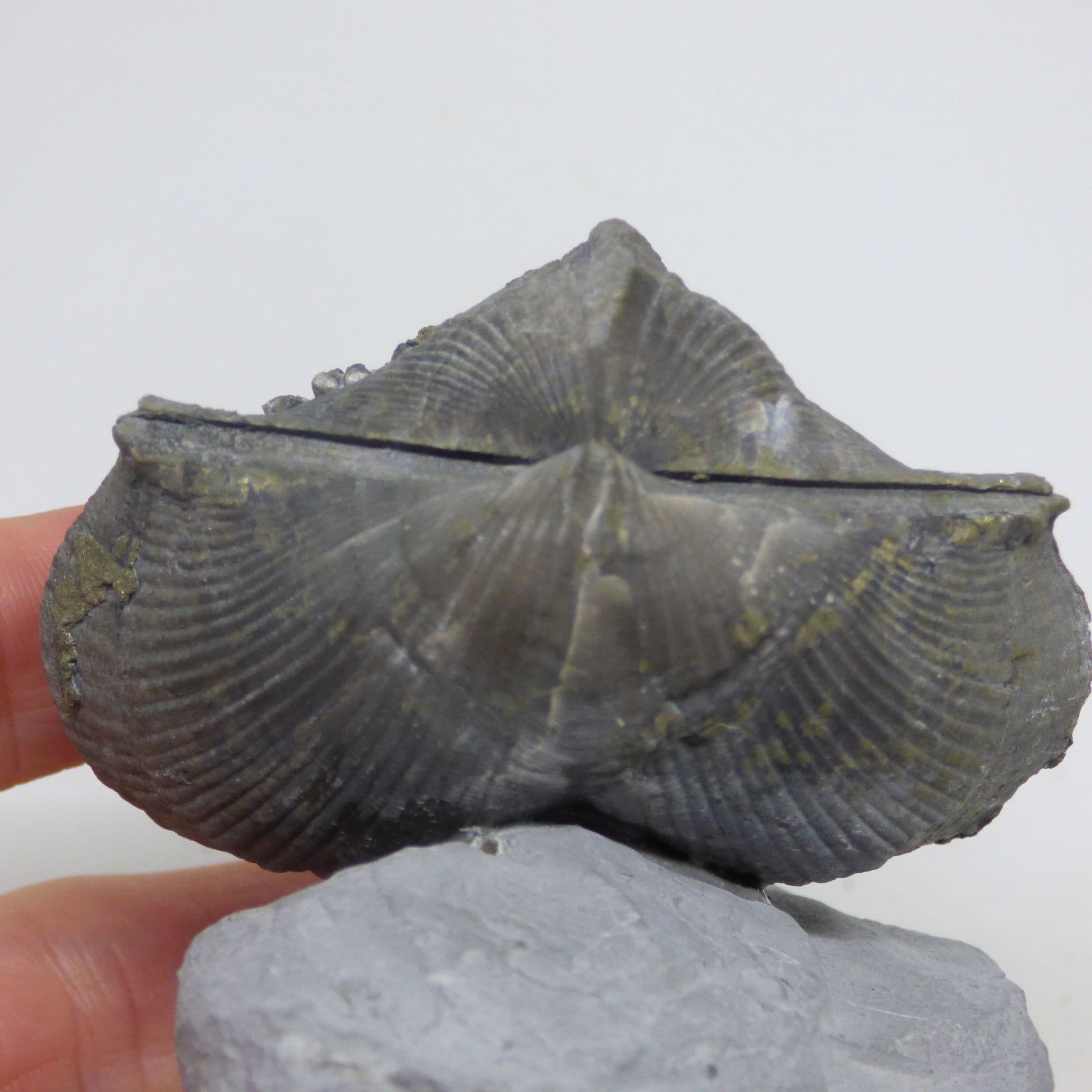 Fossil Brachiopod Paraspirifer Bownockeri Devonian Sylvania Ohio USA