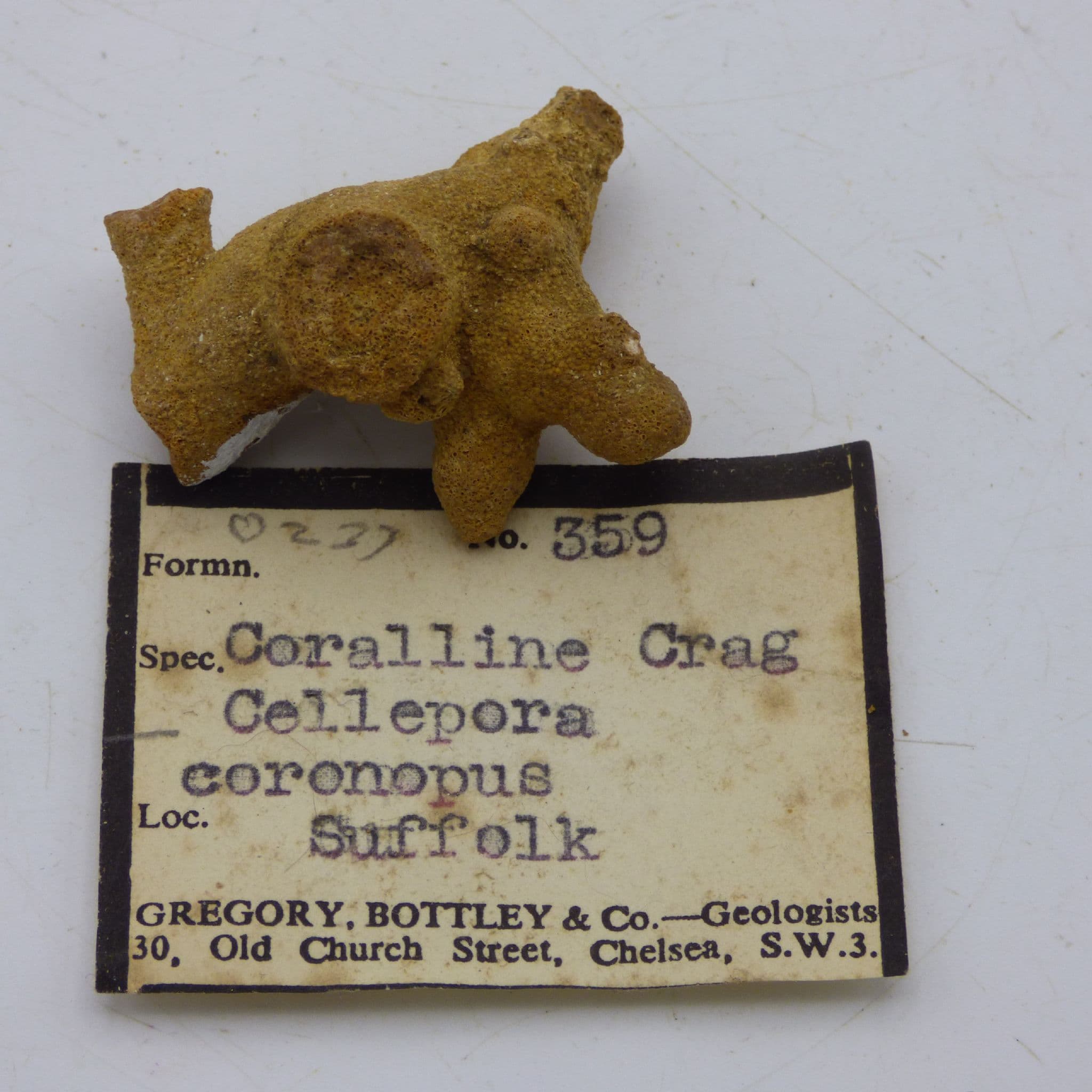 Fossil Bryozoan Coralline Red Crag Suffolk UK