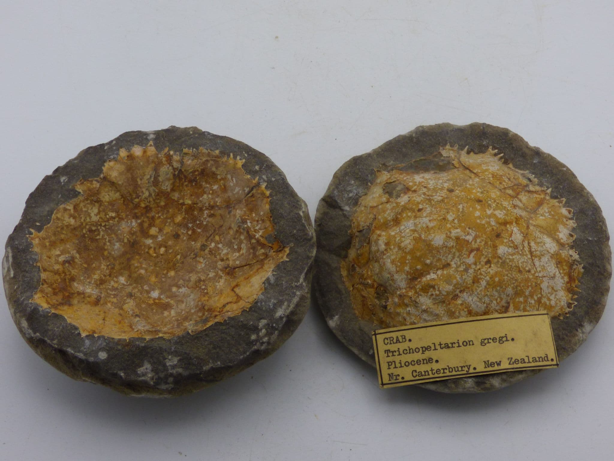 Fossil Crab New Zealand Trichopeltarion Greggi Positive and Negative