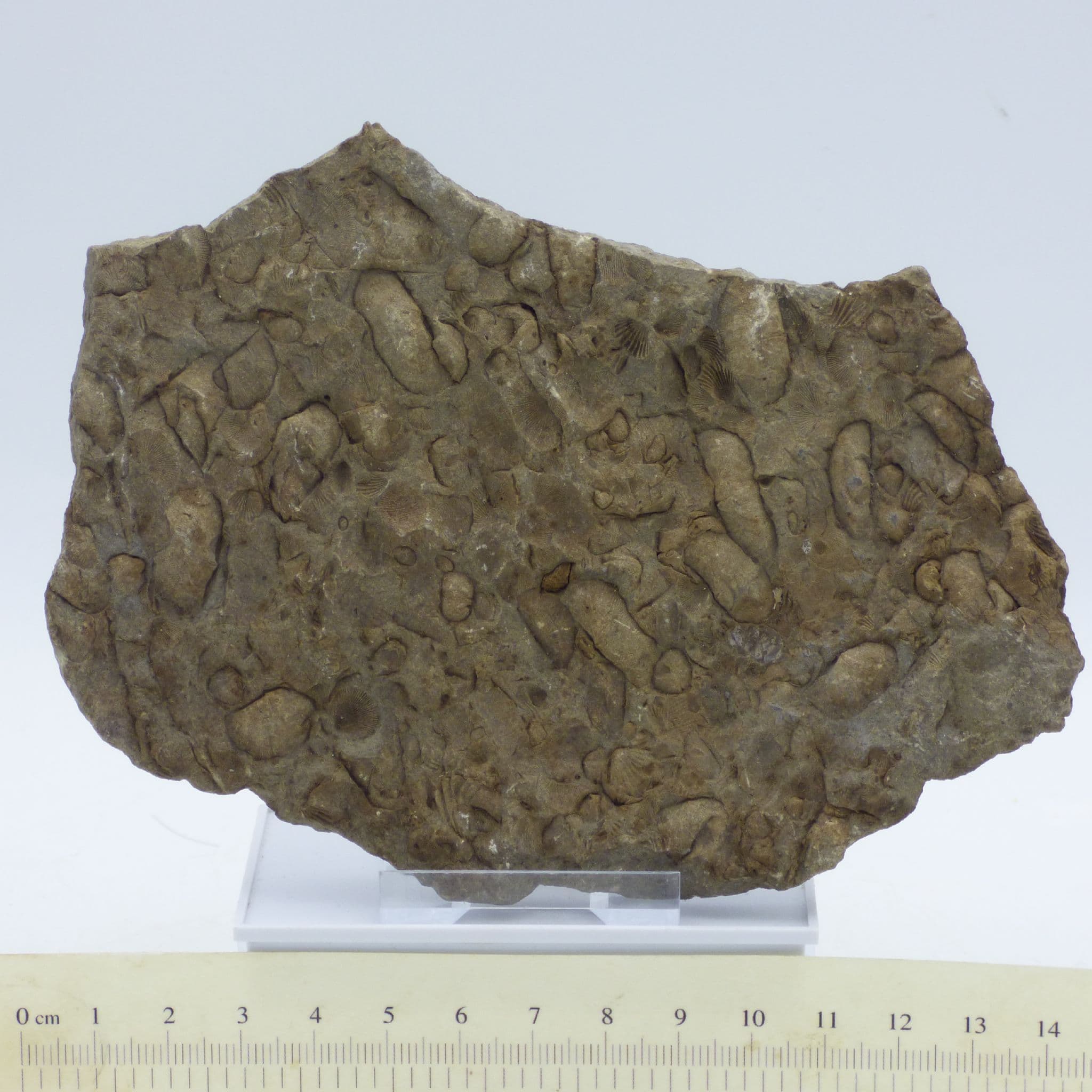 Fossil Display of Brachiopods Upper Ludlow Series Shropshire UK with Display Stand