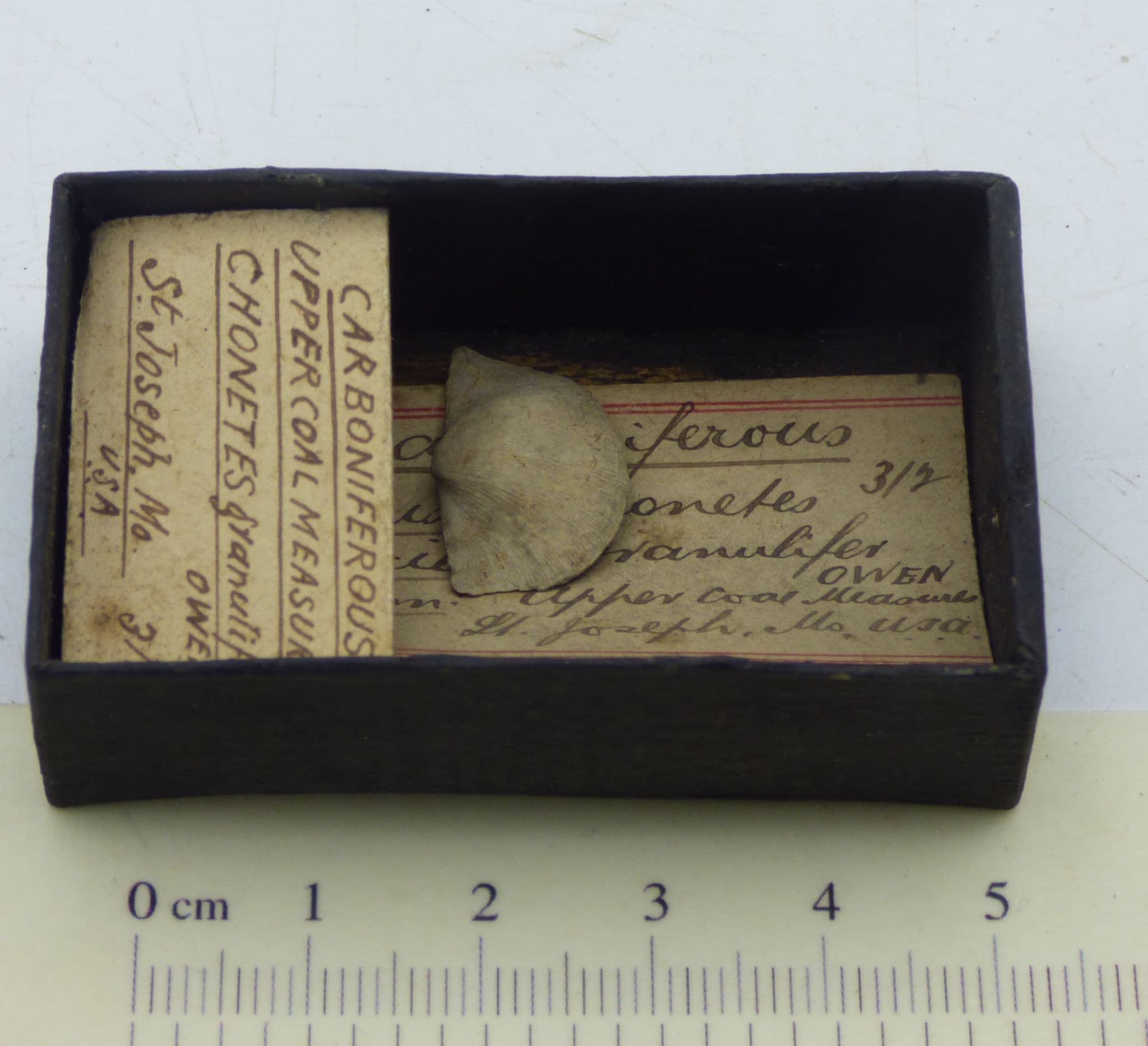 Fossil Display of Brachiopods Upper Ludlow Series Shropshire UK with Display Stands