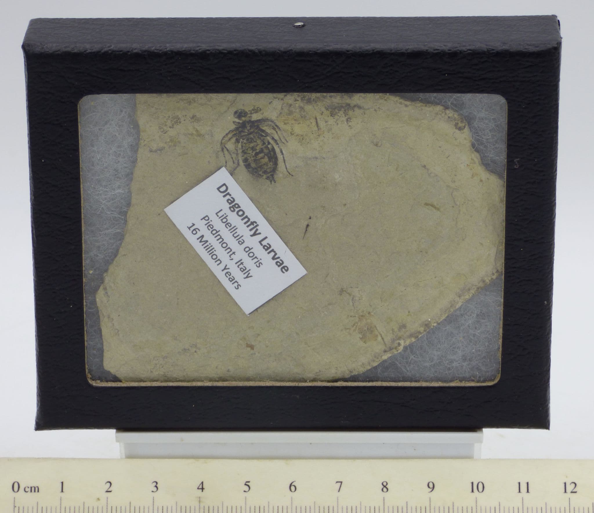Fossil Dragonfly Libellula Doris Larvae Miocene Tuscany Italy in Display Box