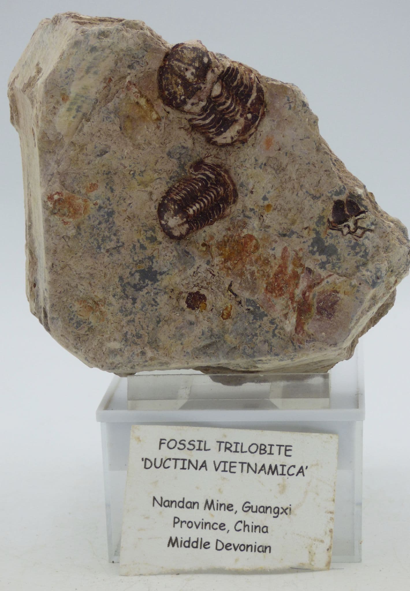 Fossil Ductina Vietnamica Devonian with Display Stand