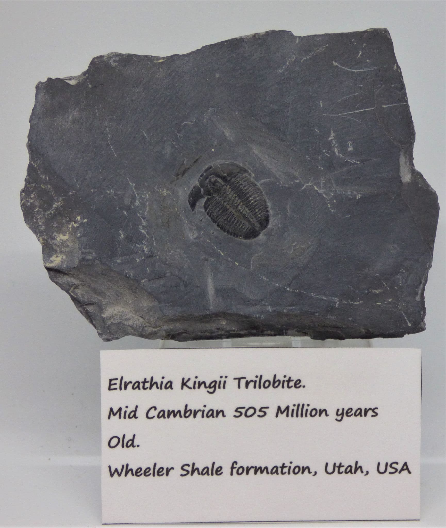 Fossil Elrathia Trilobites Cambrian 520 MYO+Display Stand (1) (2)