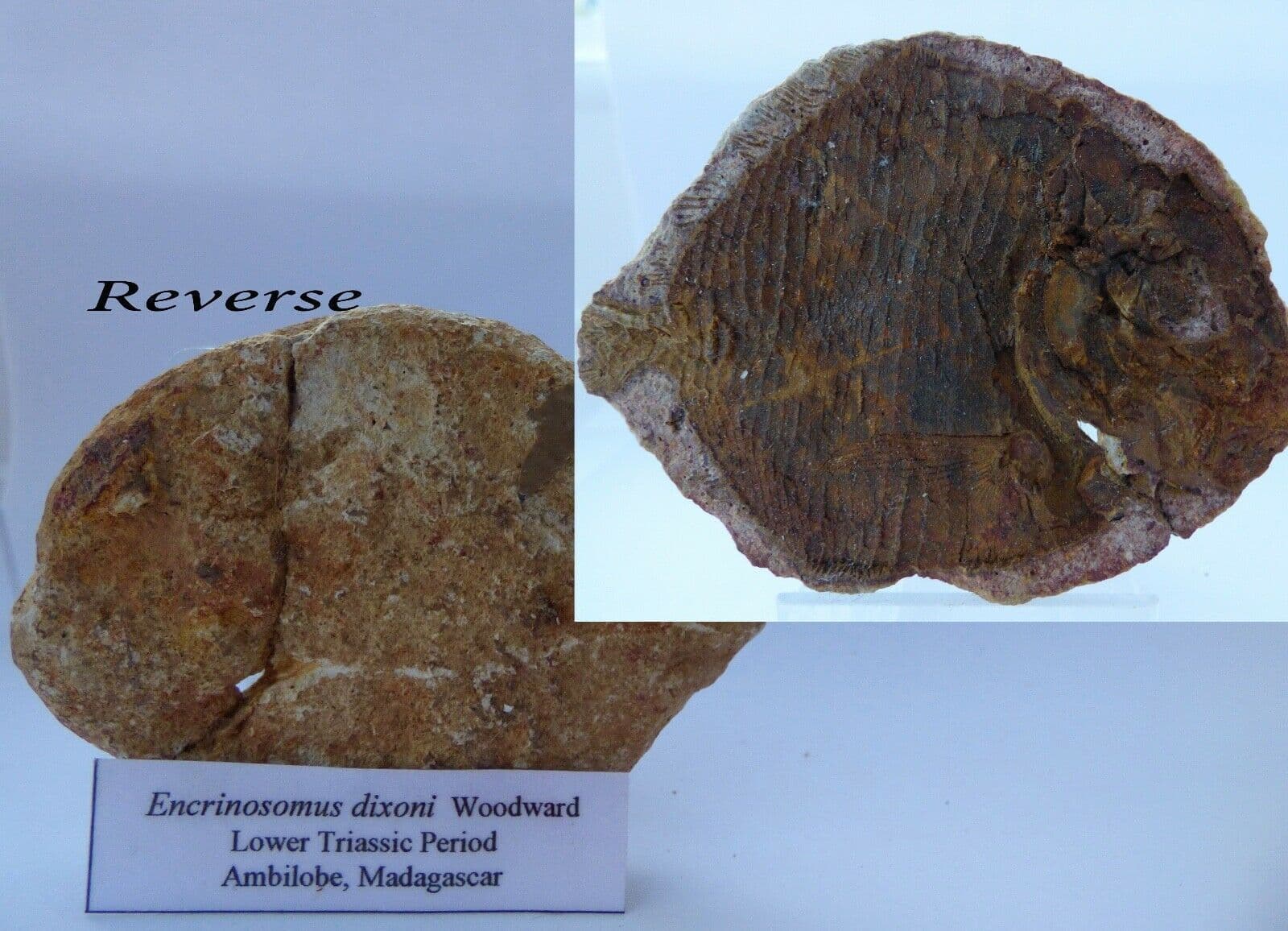 Fossil Fish Encrinosomus Dixoni Lower Triassic Ambilobe , Madagascar + Stand