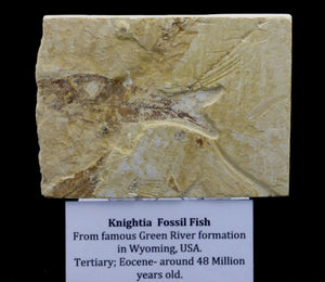 Fossil  Fish  Green River  Eocene  48 MYO + Display Stand