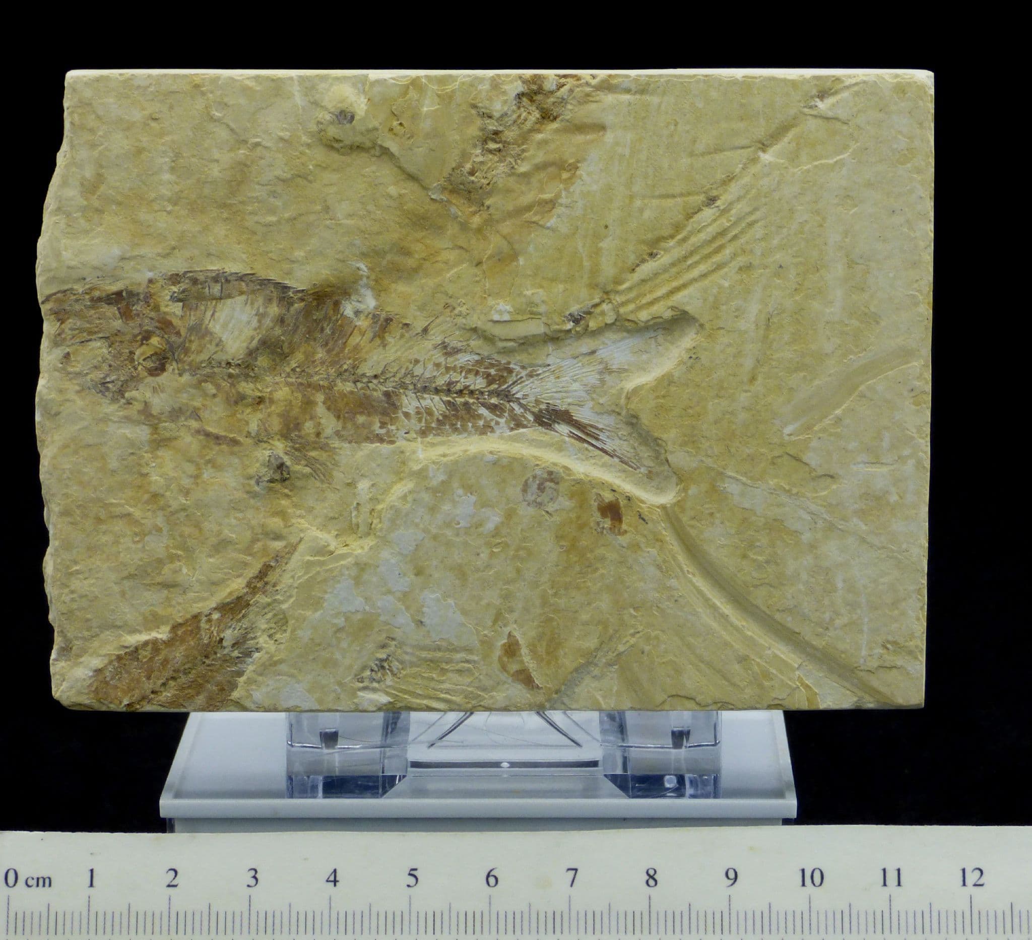 Fossil  Fish  Green River  Eocene  48 MYO + Display Stand