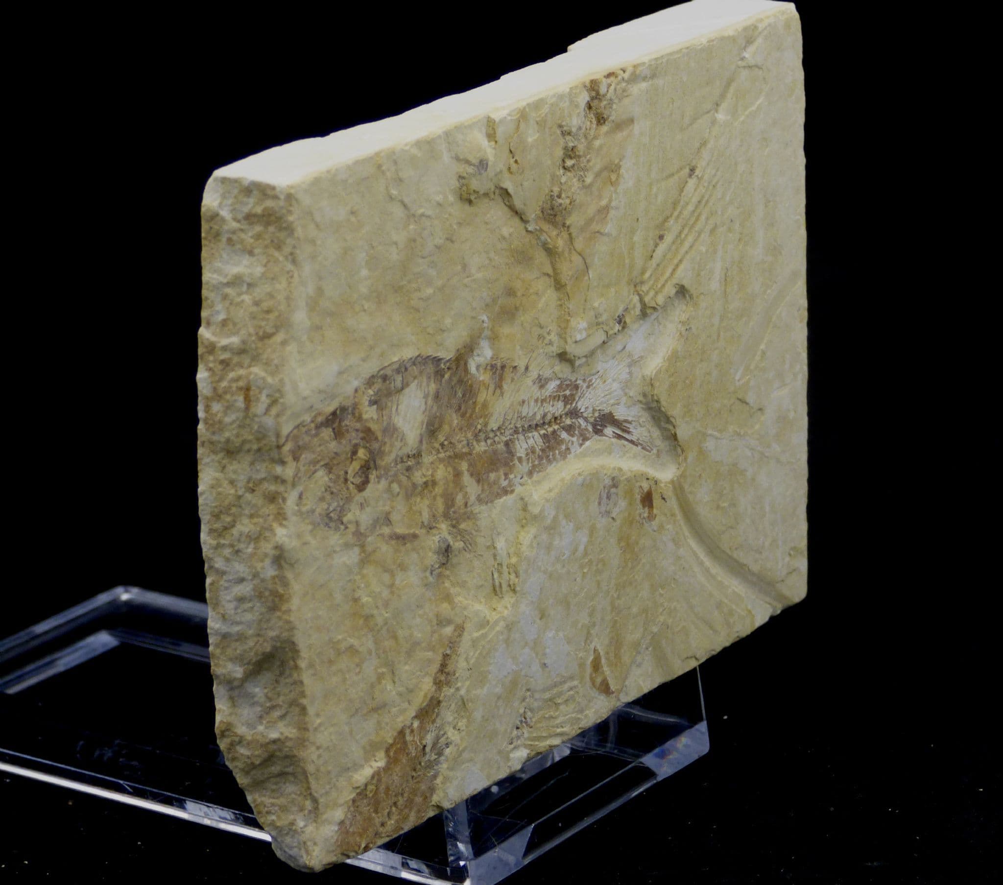 Fossil  Fish  Green River  Eocene  48 MYO + Display Stand