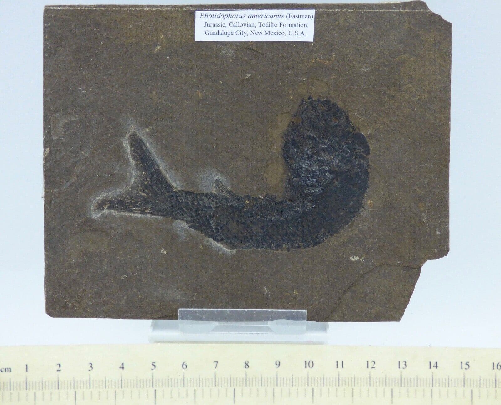 Fossil Fish Jurassic New Mexican Pholidophorus Americans Rare to acquire + Stand