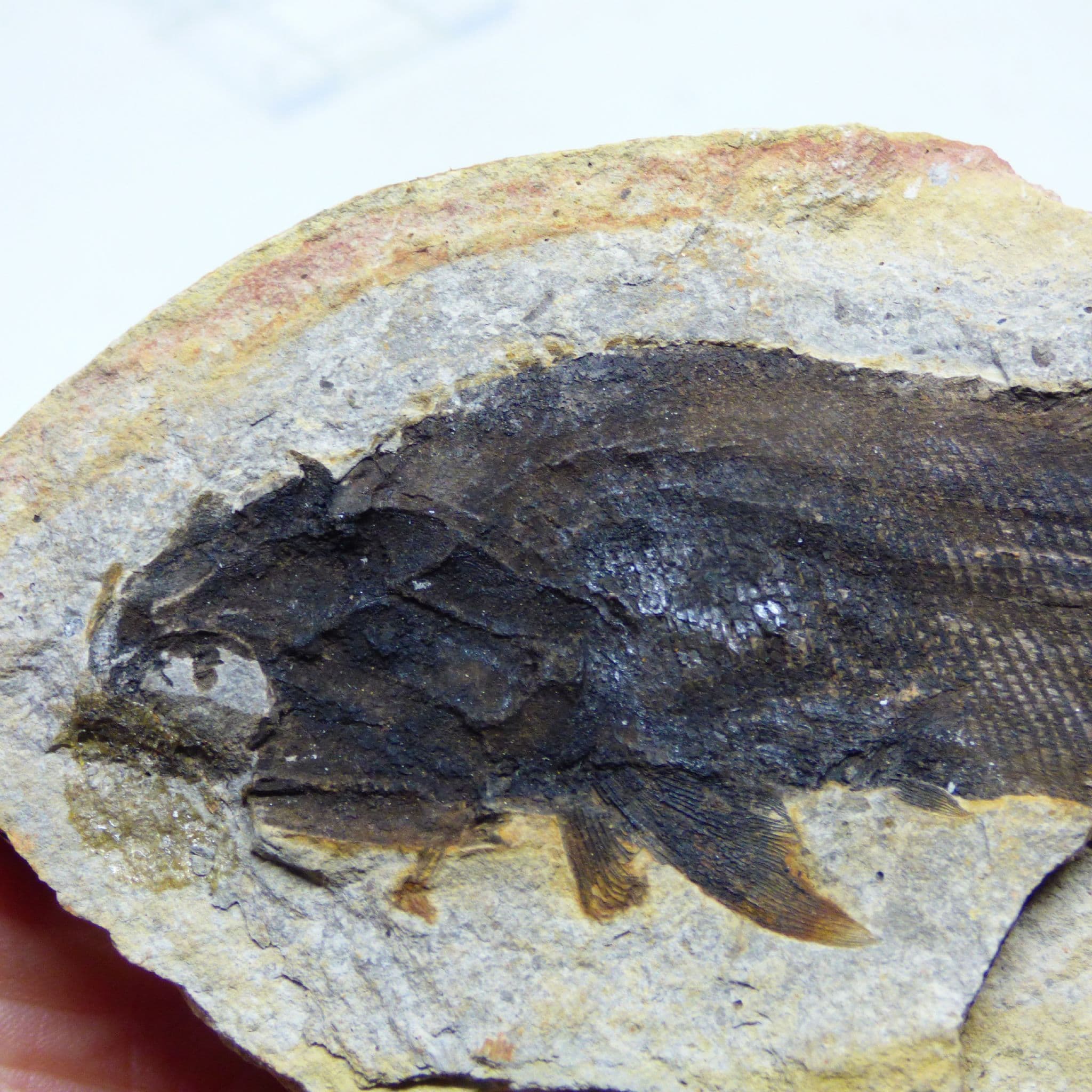 Fossil Fish Pteronisculus Macropterus Early Triassic Madagascar with Display Stand