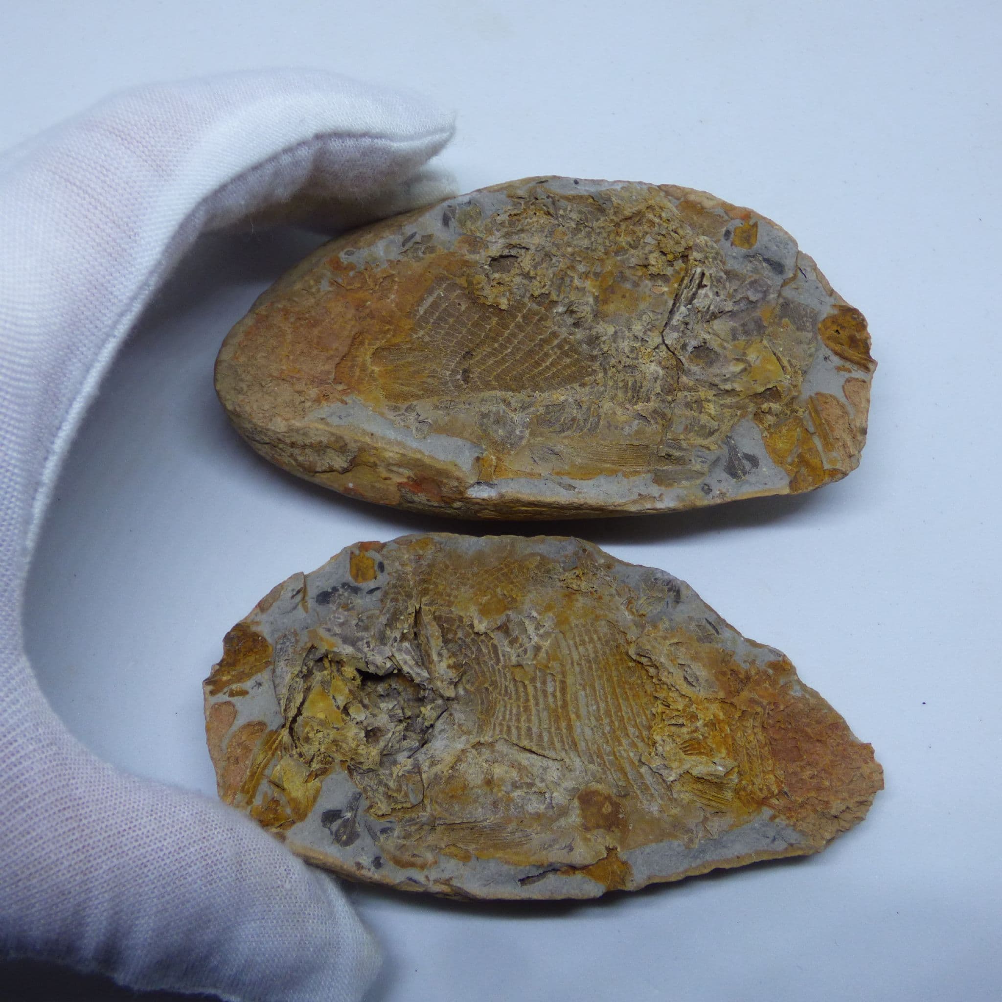 Fossil Fish Triassic Neg/ Pos in Nodule Madagascar with Display Stand