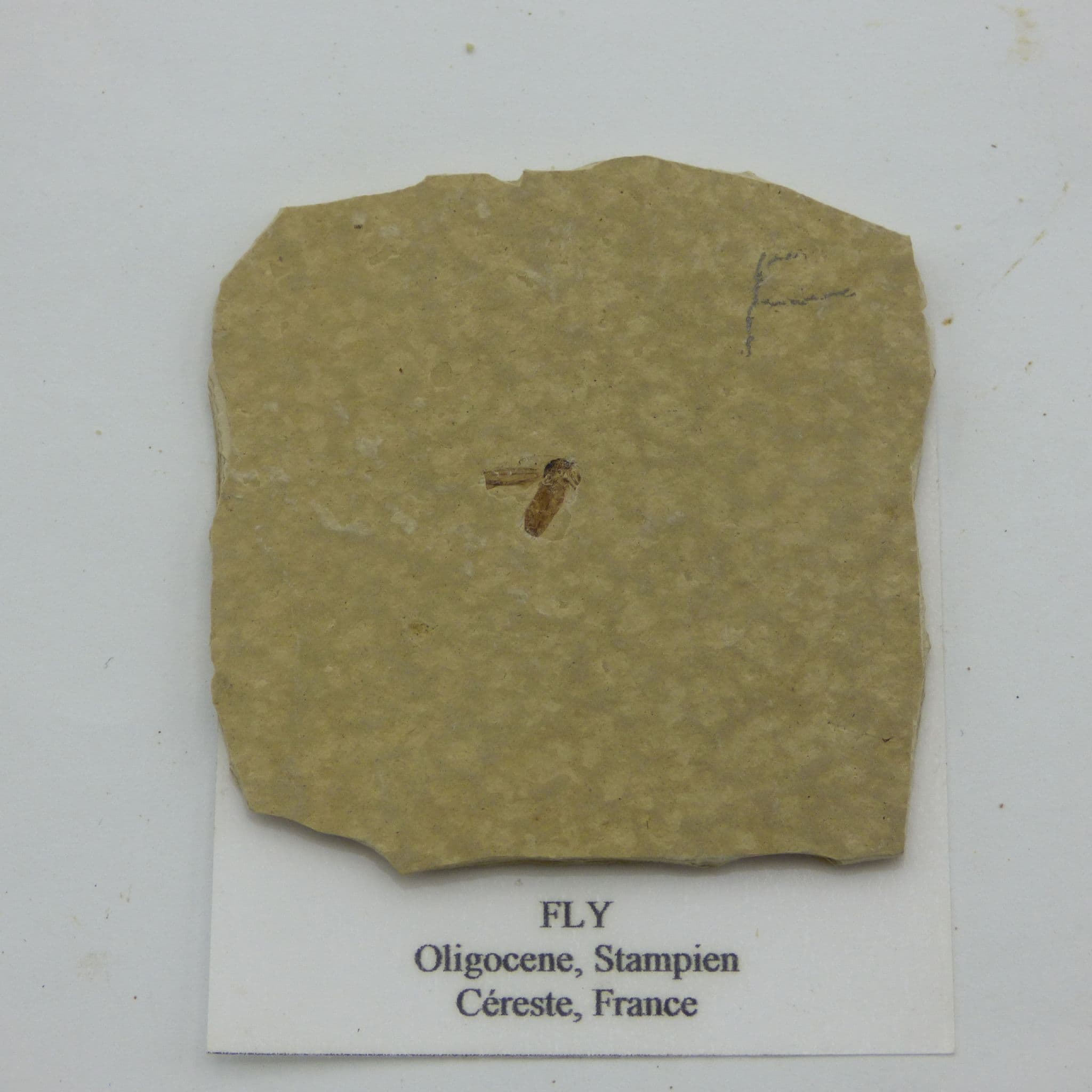 Fossil Fly Oligocene Cereste France