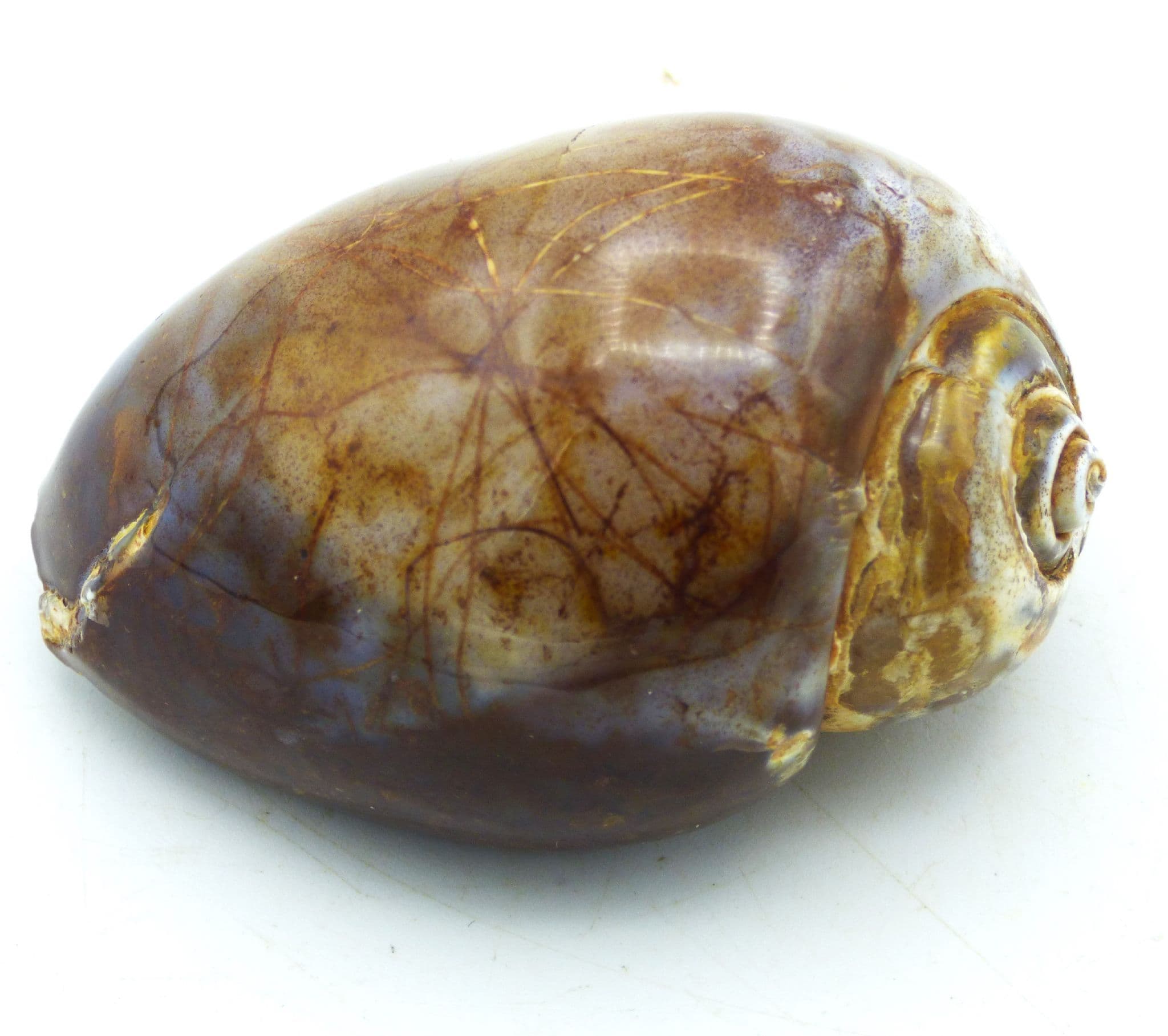 Fossil Gastropod Steinkern Silicified Quartz Cretaceous Madhya Pradesh India