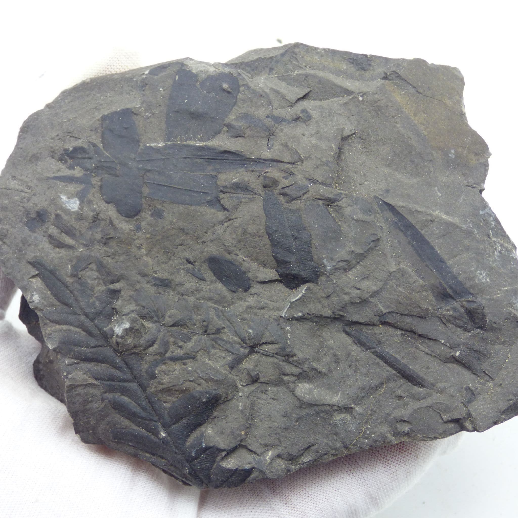 Fossil Ginko and Fern Remains Yorkshire stand