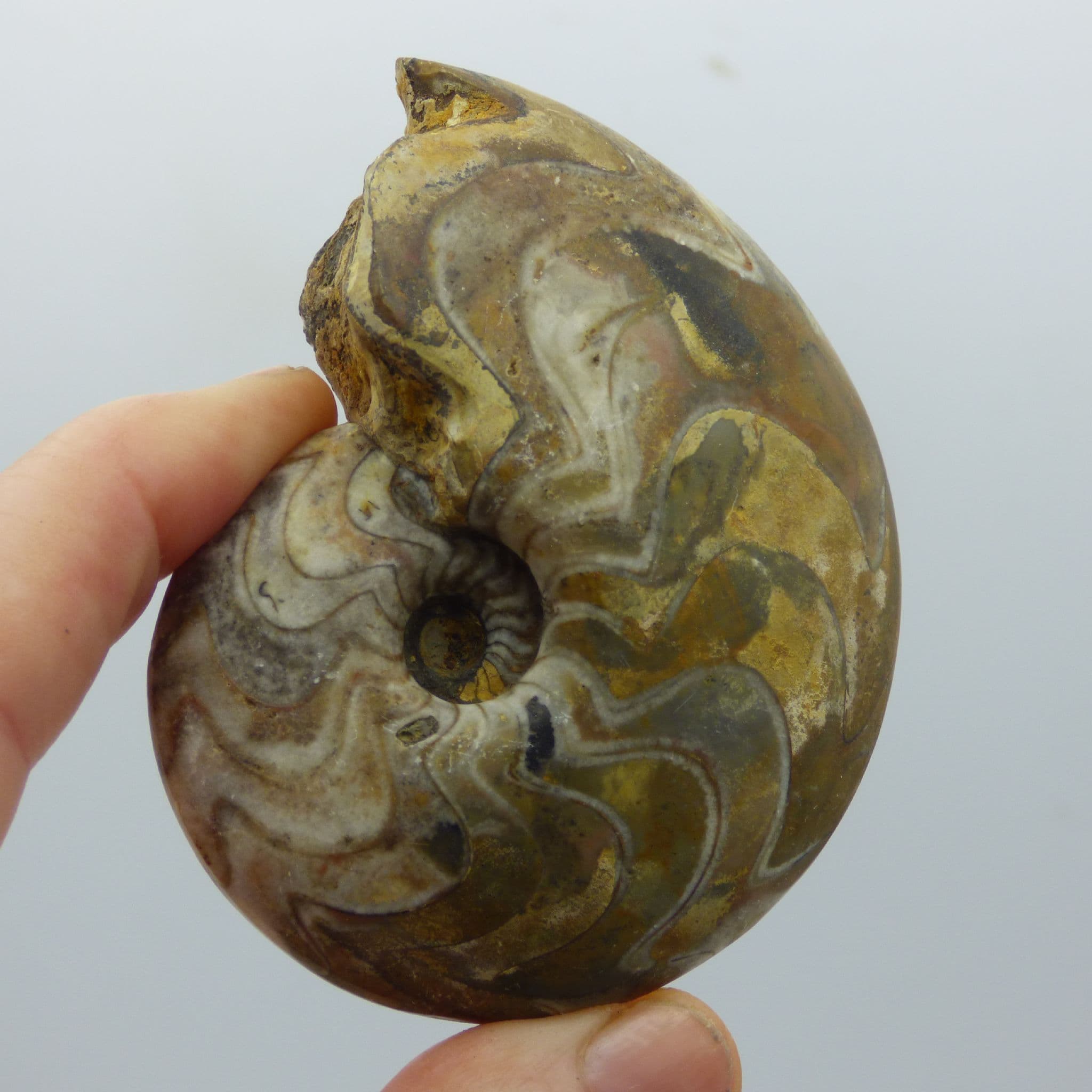 Fossil Goniotite Sporandoceras Devonian Morocco with Acrylic Display Stand