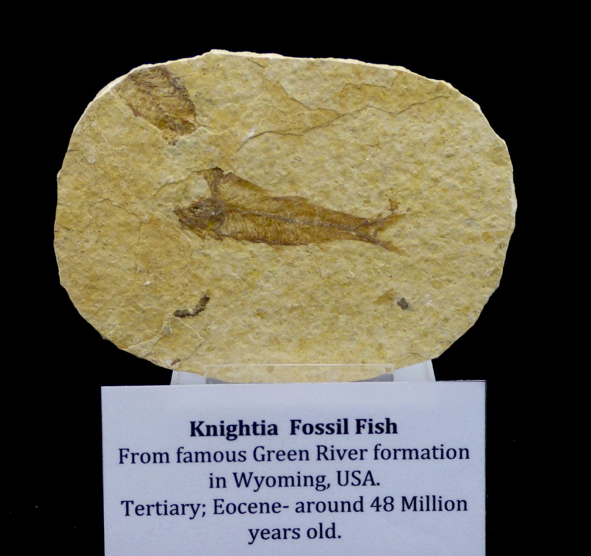 Fossil Knightia Fish Green River Formation Wyoming, 48 MYO + Display Stand
