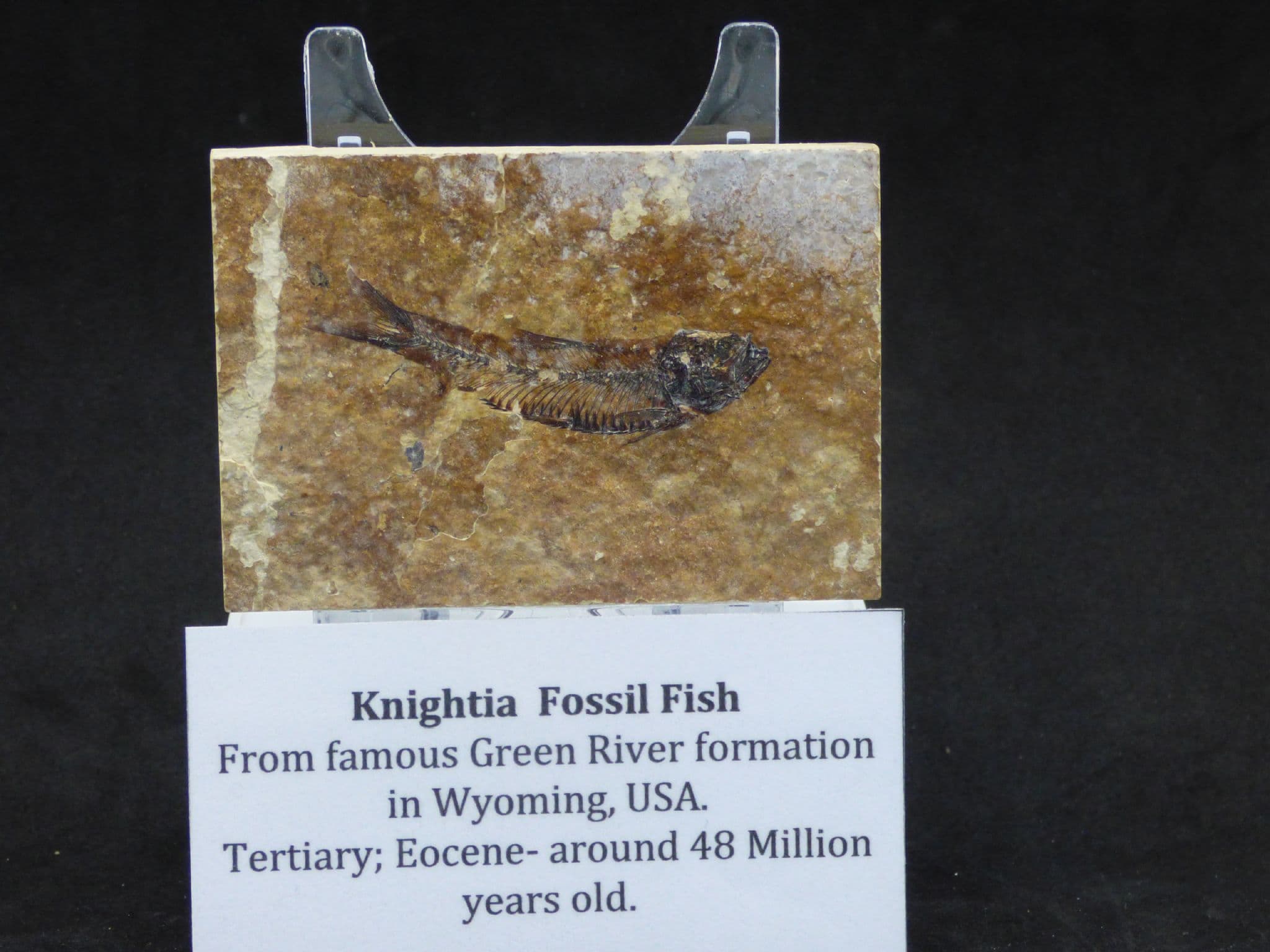 Fossil Knightia Fish Green River Formation Wyoming, 48 MYO + Display Stand
