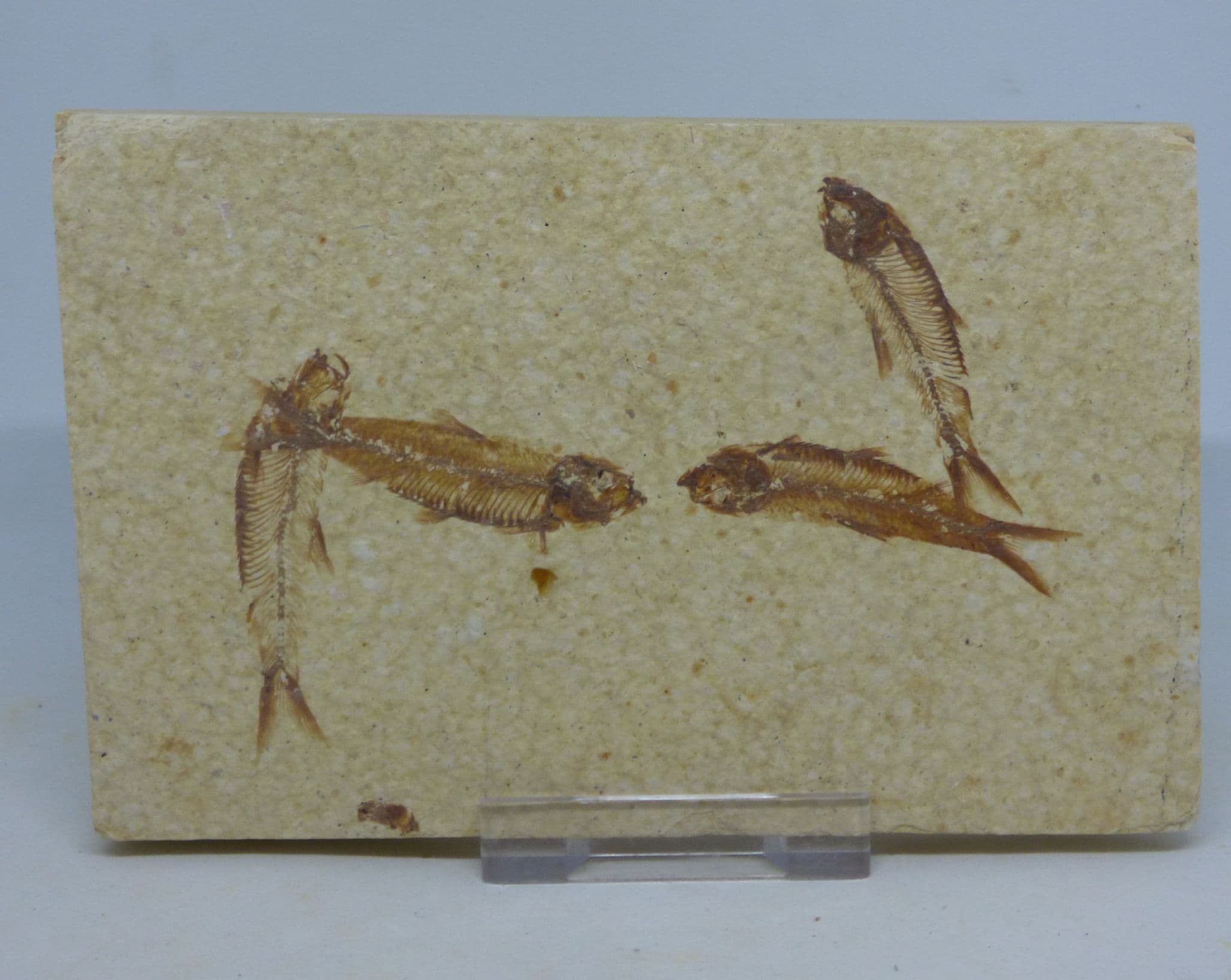 Fossil Knightia Fish Shoal Eocene Green River Formation Wyoming + Display Stand (1)