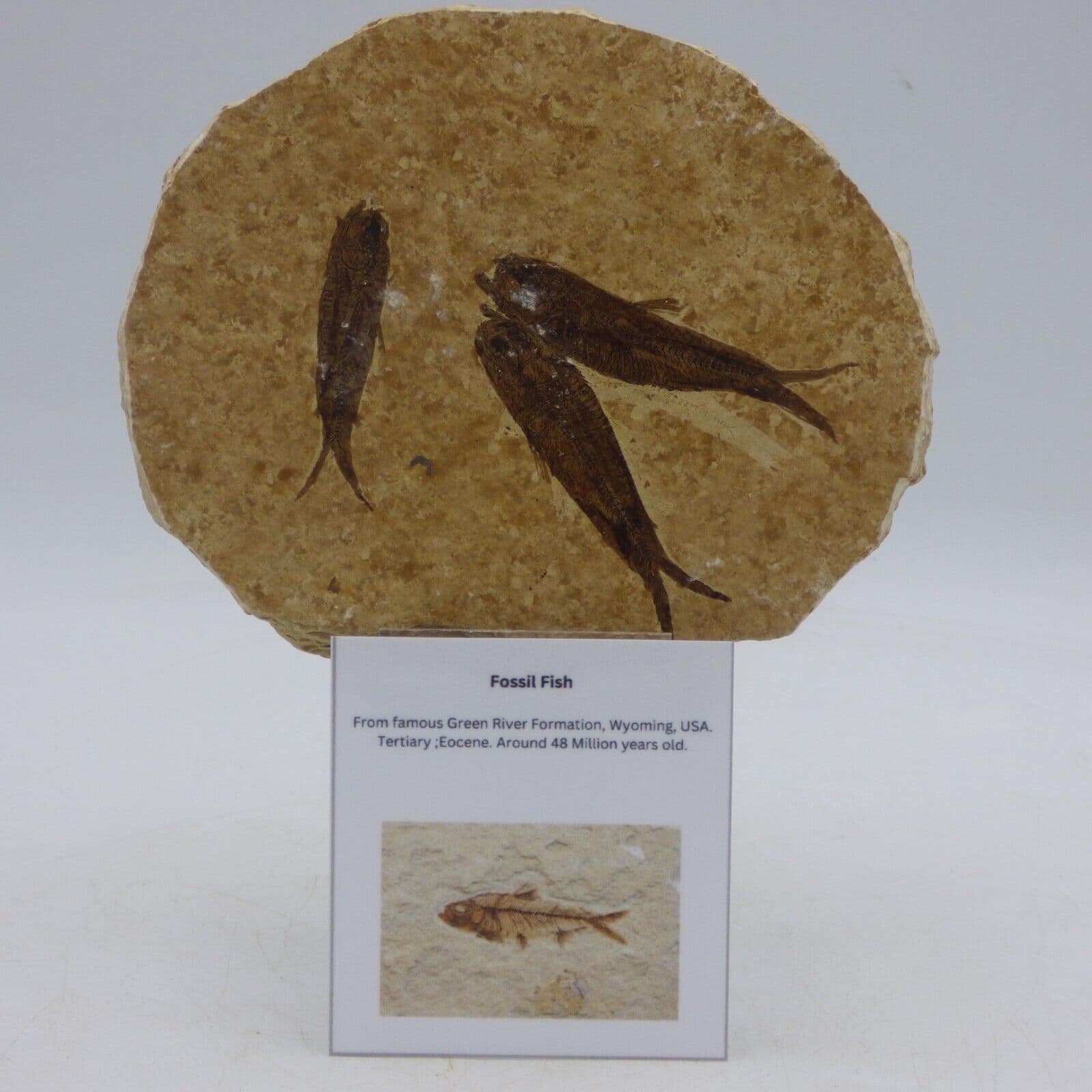 Fossil Knightia Fish Shoal Eocene Green River Formation Wyoming + Display Stand