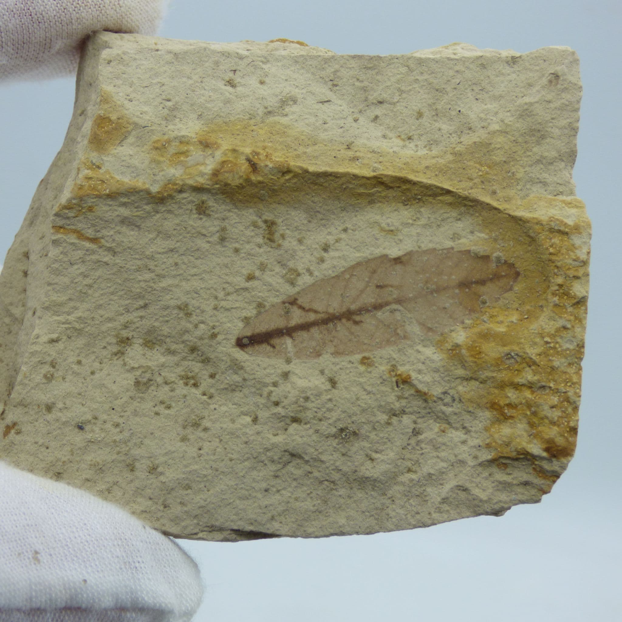 Fossil Leaf Oligocene Cereste France + Display Stand