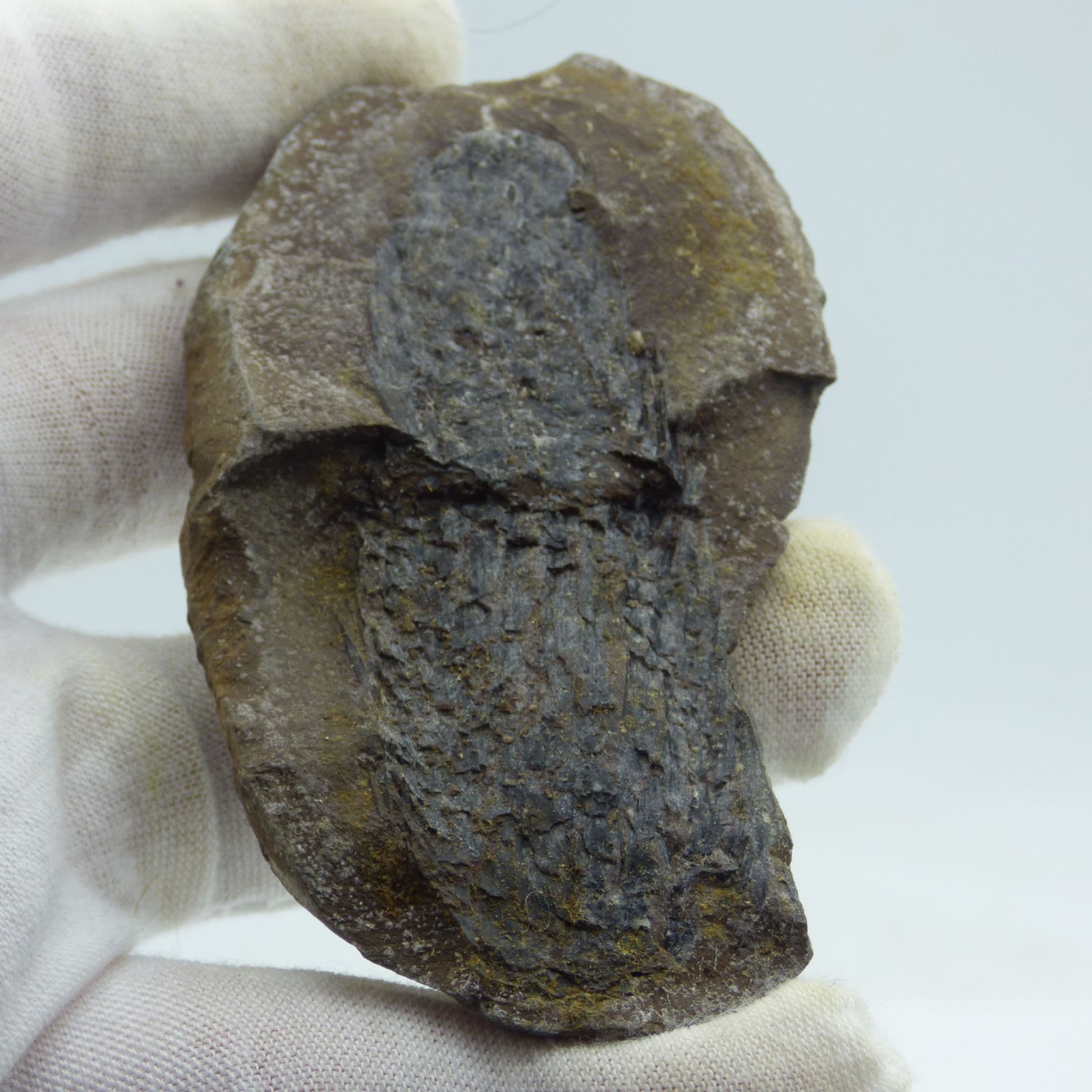 Fossil Lycopod Cones Lepidostrobus Carboniferous Mazon Creek Illinois USA