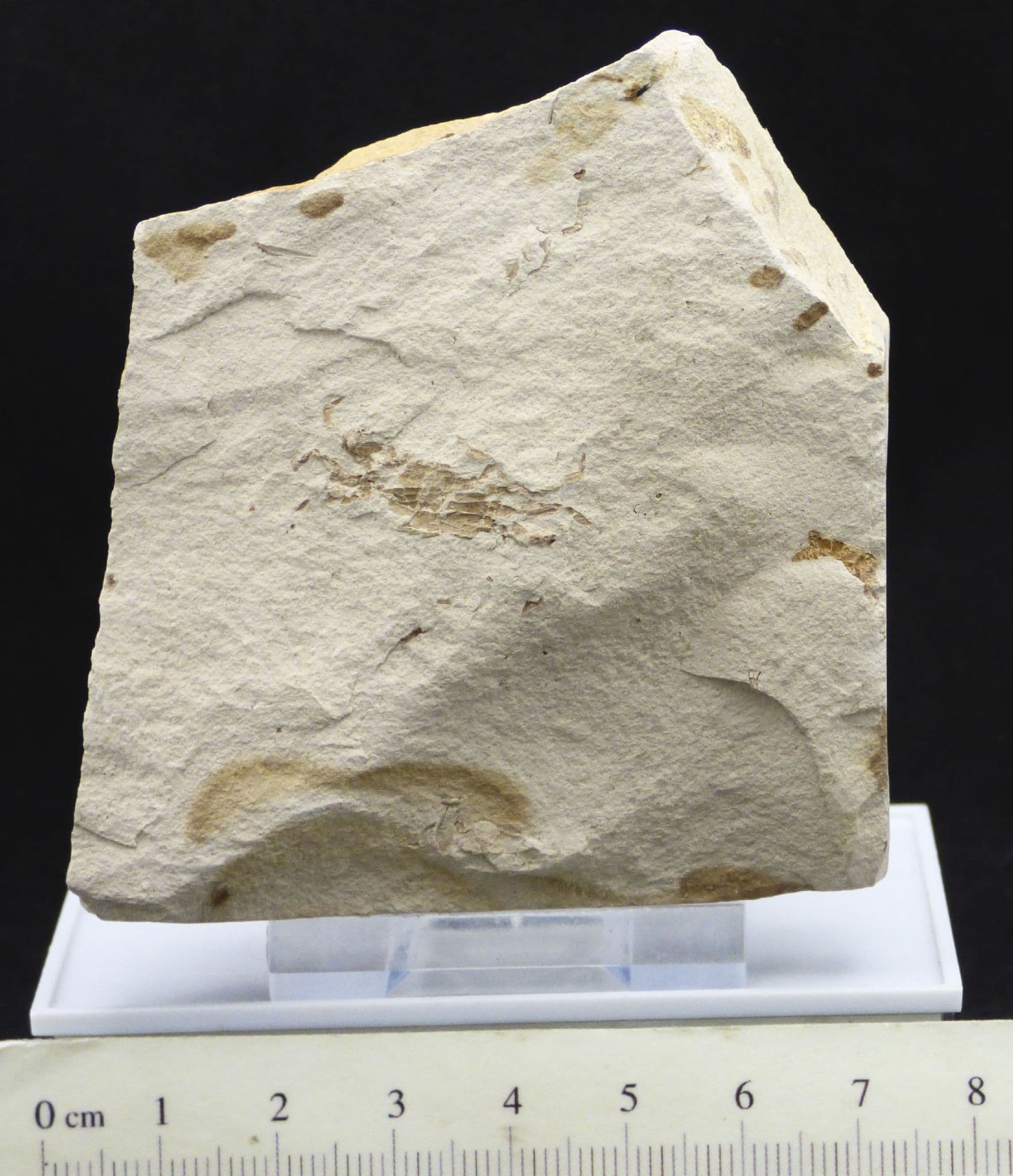 Fossil Pea Crabs Pinnixa Galliheri Miocene 8 MYO California
