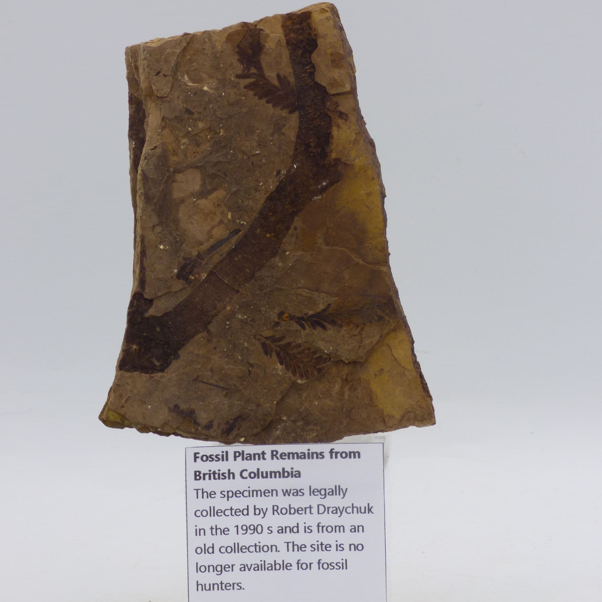 Fossil Plant Remains Double Sided - Old Collection- from British Columbia