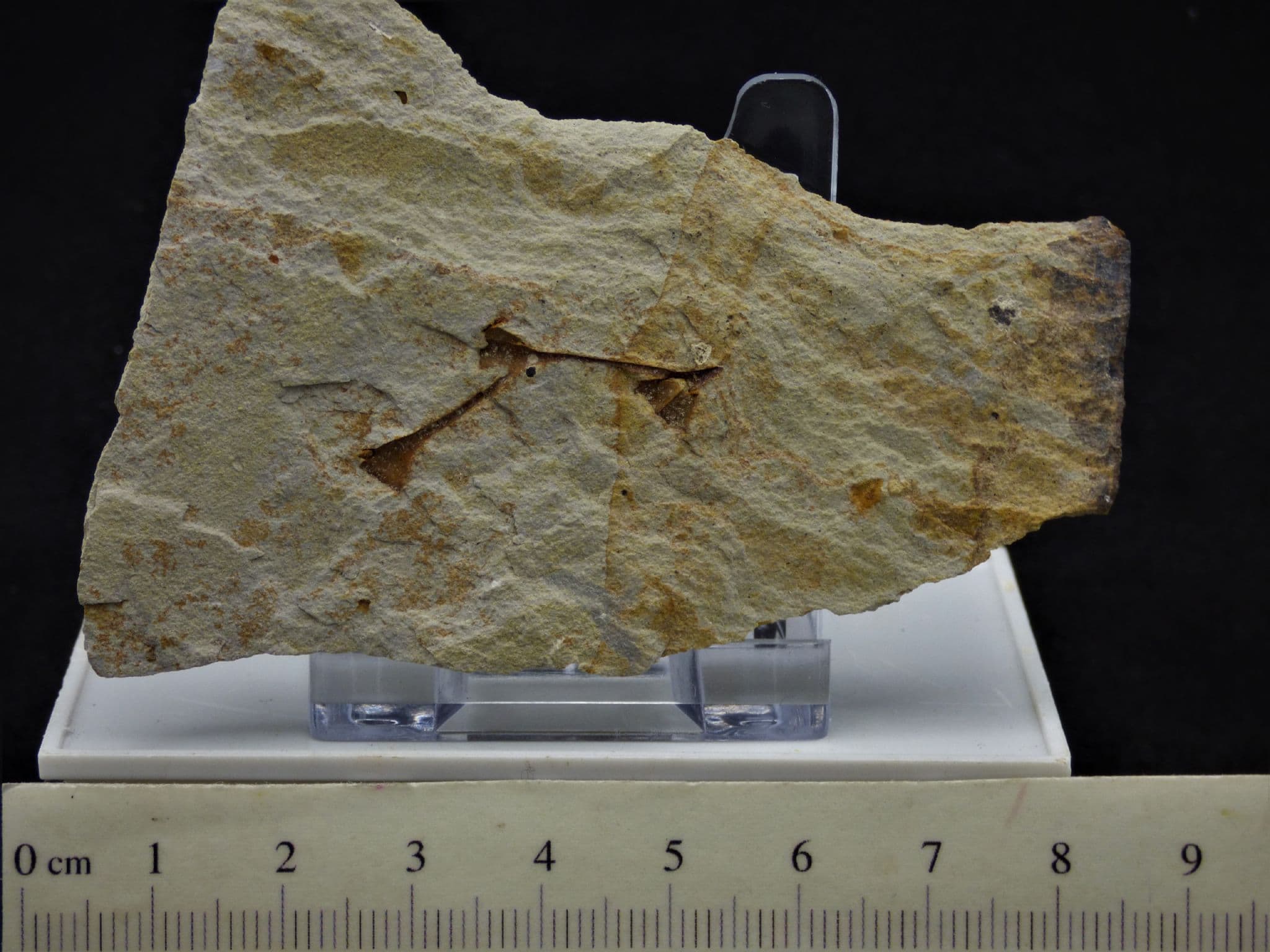 Fossil Plant Remains; Indeterminate Plant North Devon