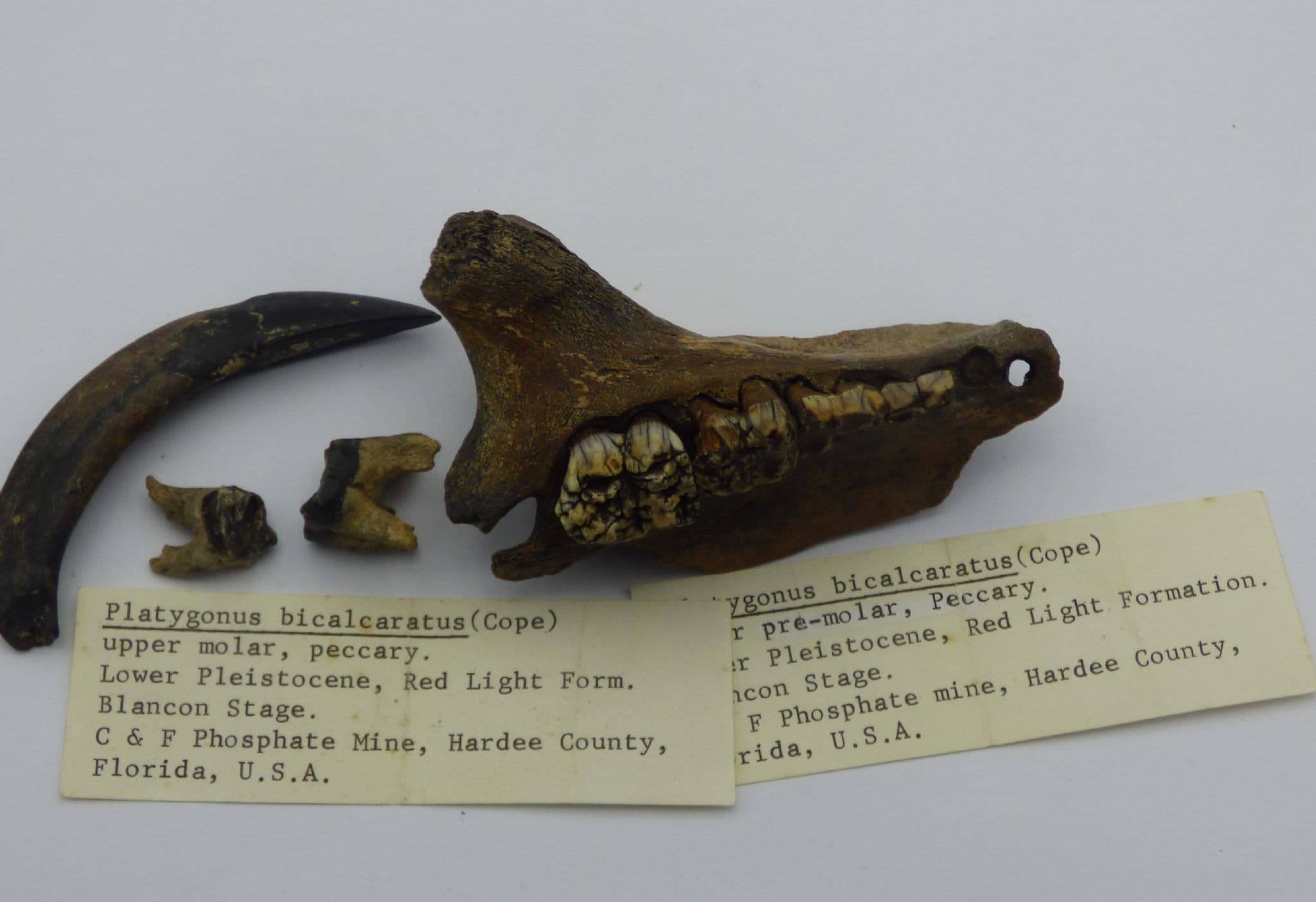 Fossil Platygonus Bicalcartus Peccarie Teeth and Jaw Group Florida USA