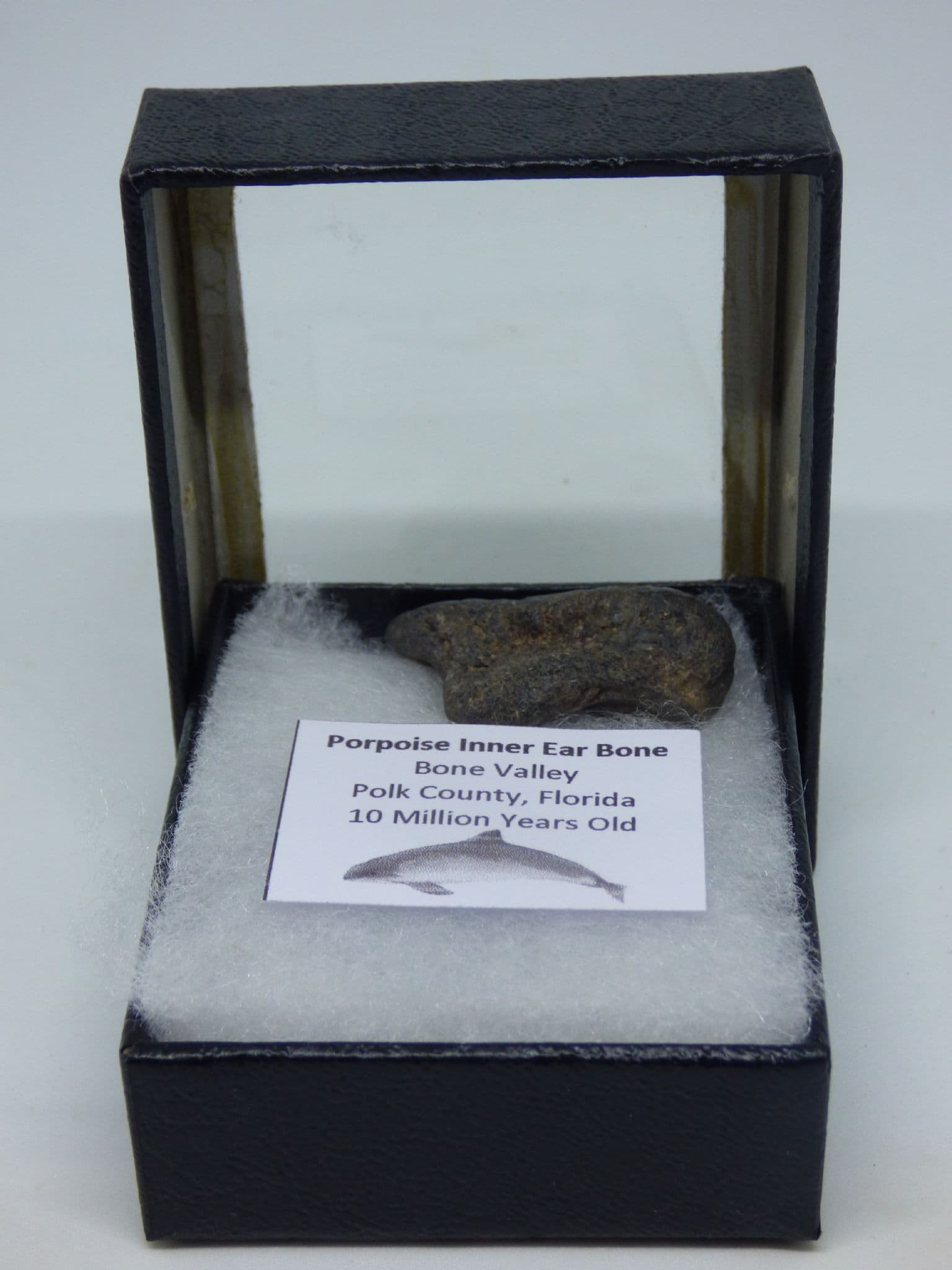 Fossil Porpoise Inner Ear Bone Otolith Florida USA in Striker Collectors Box