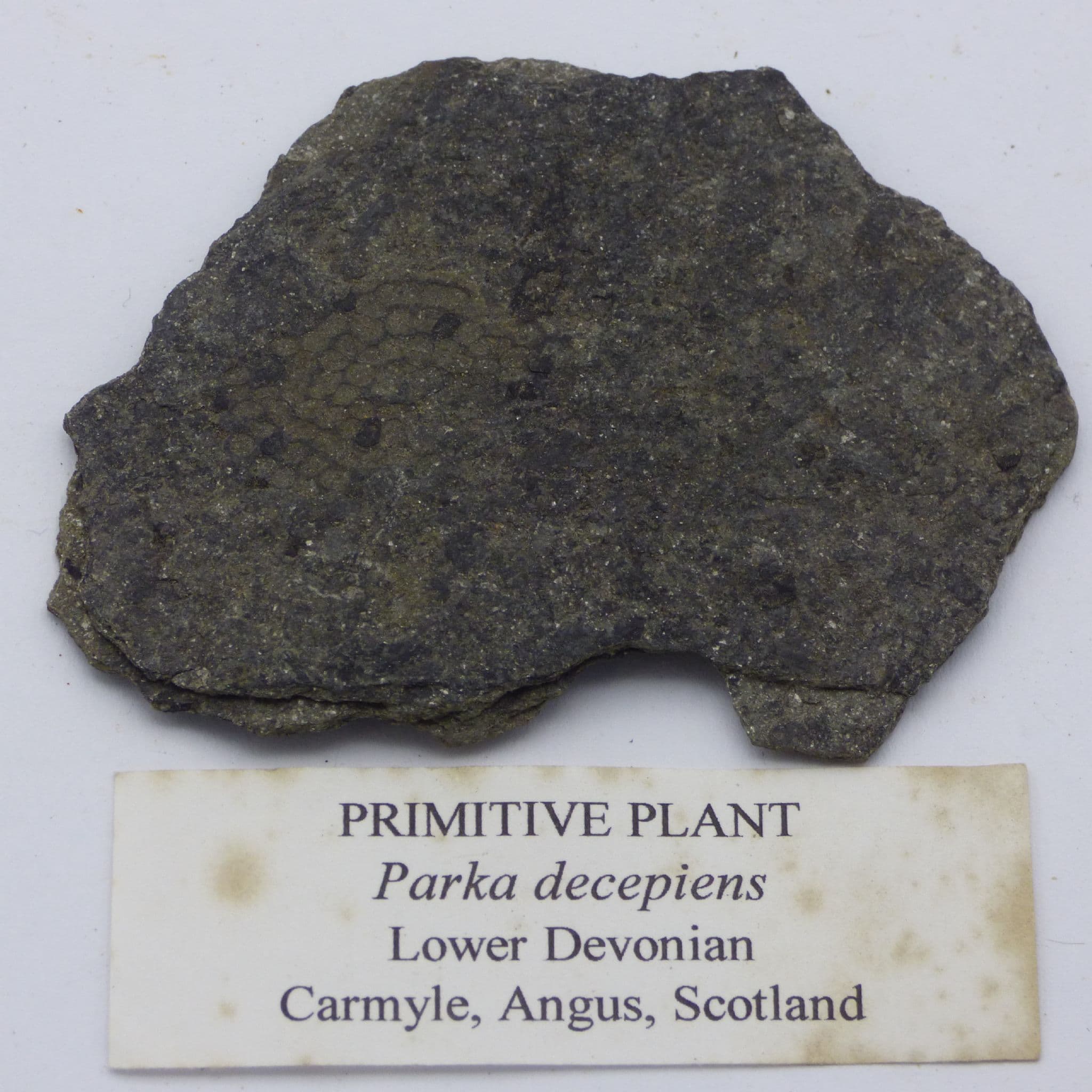 Fossil Primitive Plant Parka Decepiens Scotland UK