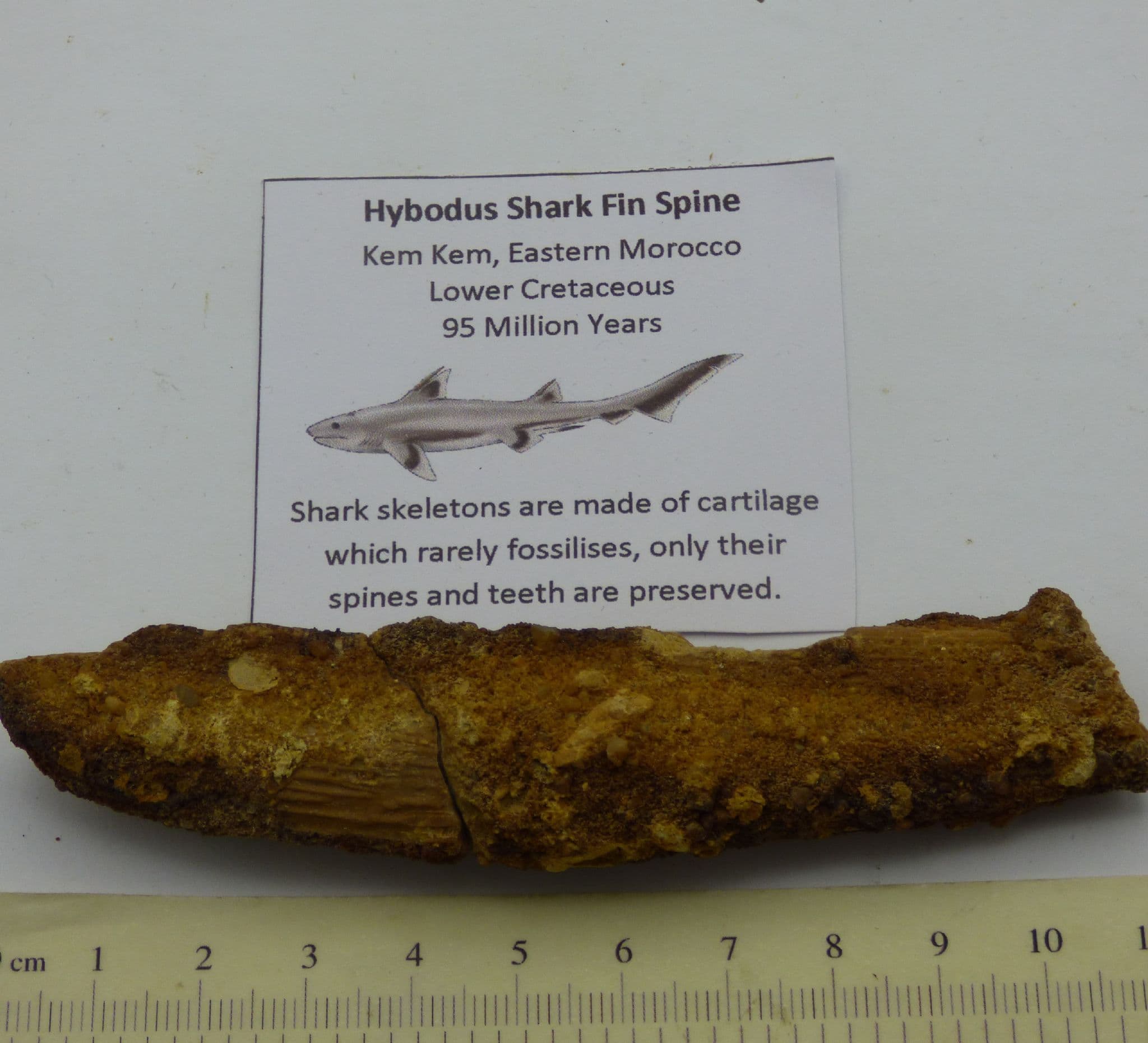 Fossil Shark and Fish Teeth/ Bone Collection 45 to 70 MYO Educational Gift Idea