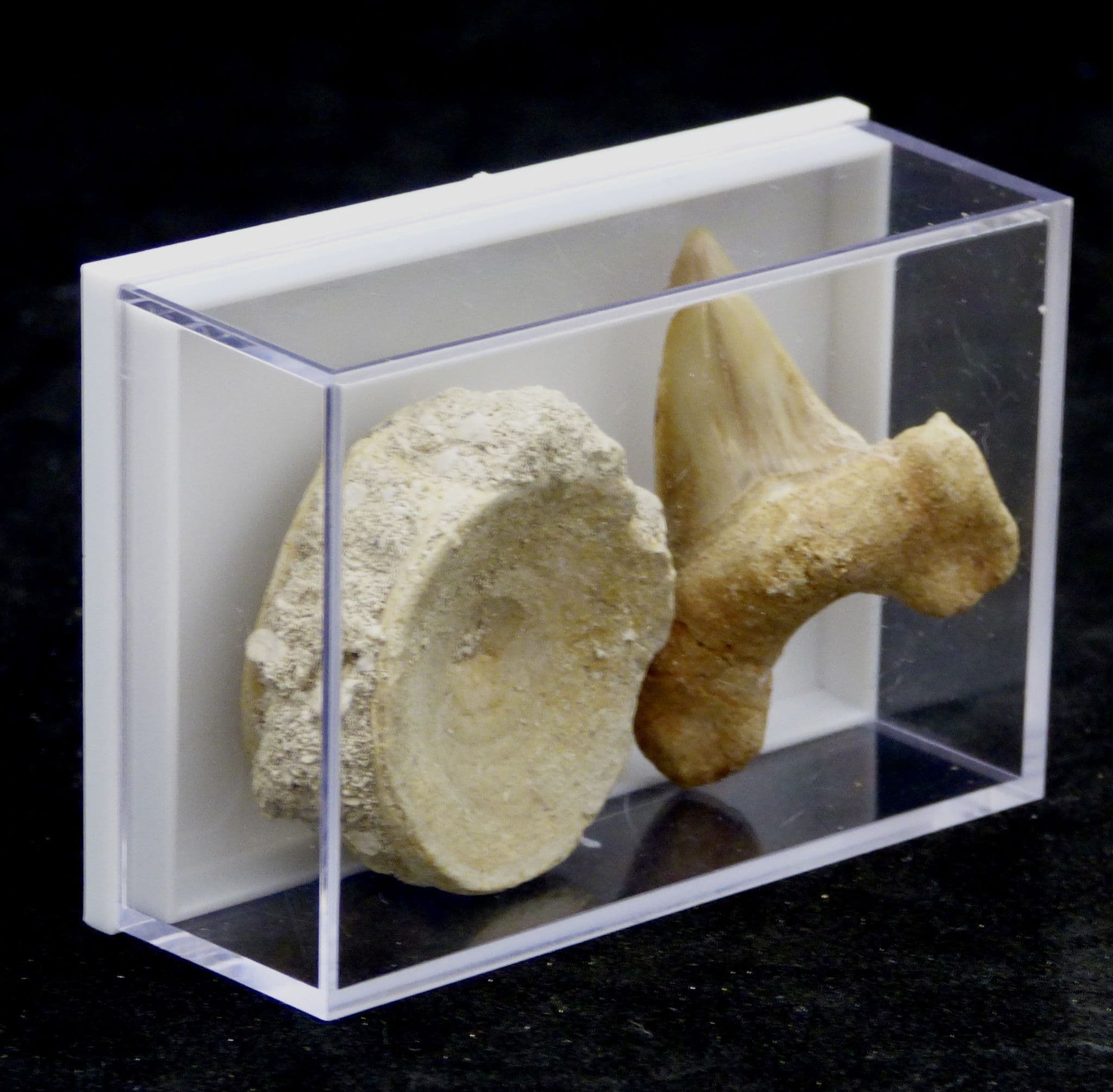 Fossil Shark Tooth and Vertebrae Otodus Eocene in Acrylic Collectors Box x 1