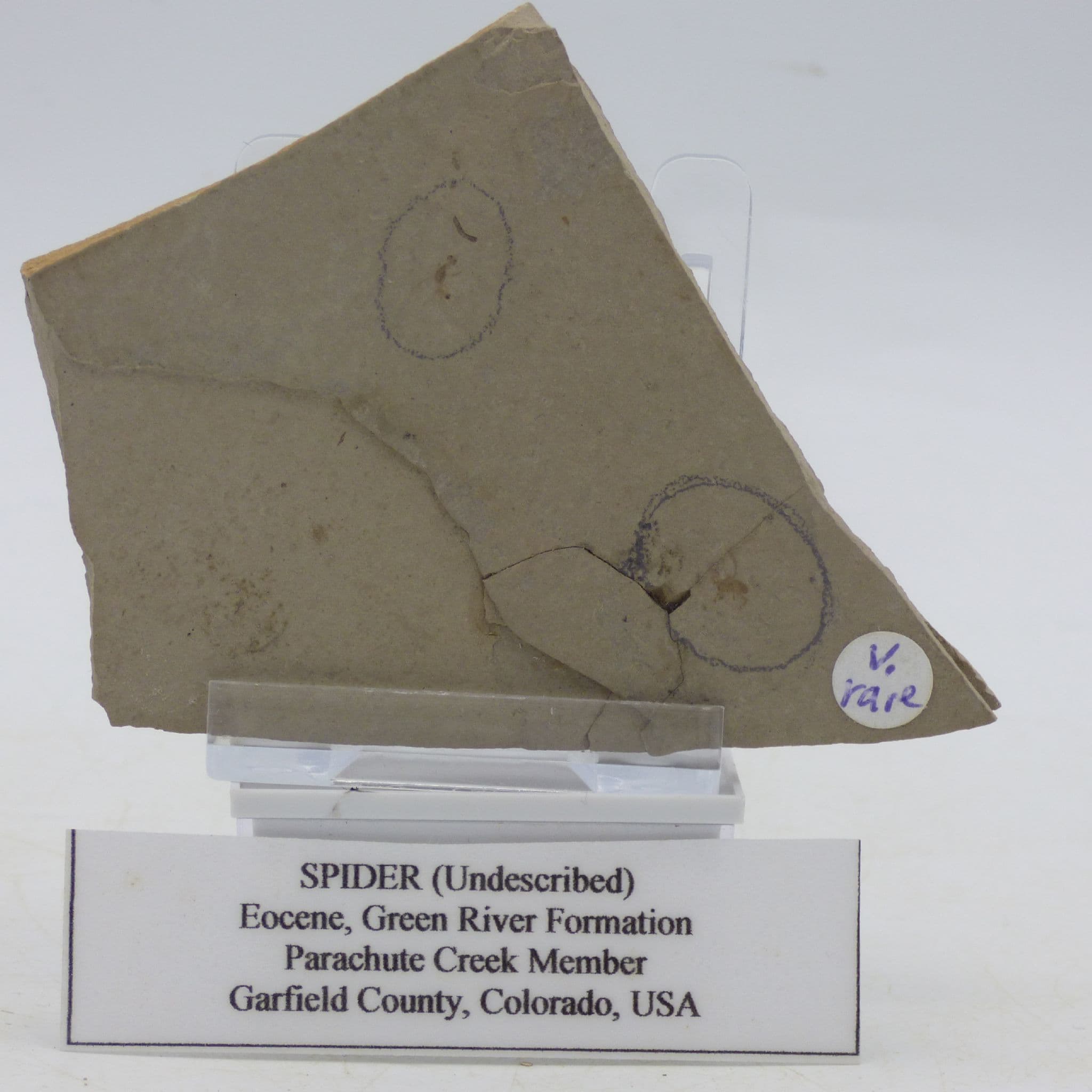 Fossil Spider (Undescribed) Eocene Green River Formation