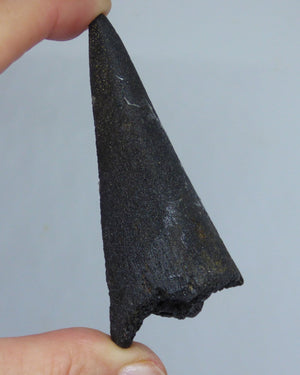 Fossil Sword Fish Bill sp. Makaira  Miocene. N Carolina. USA. with Display Stand