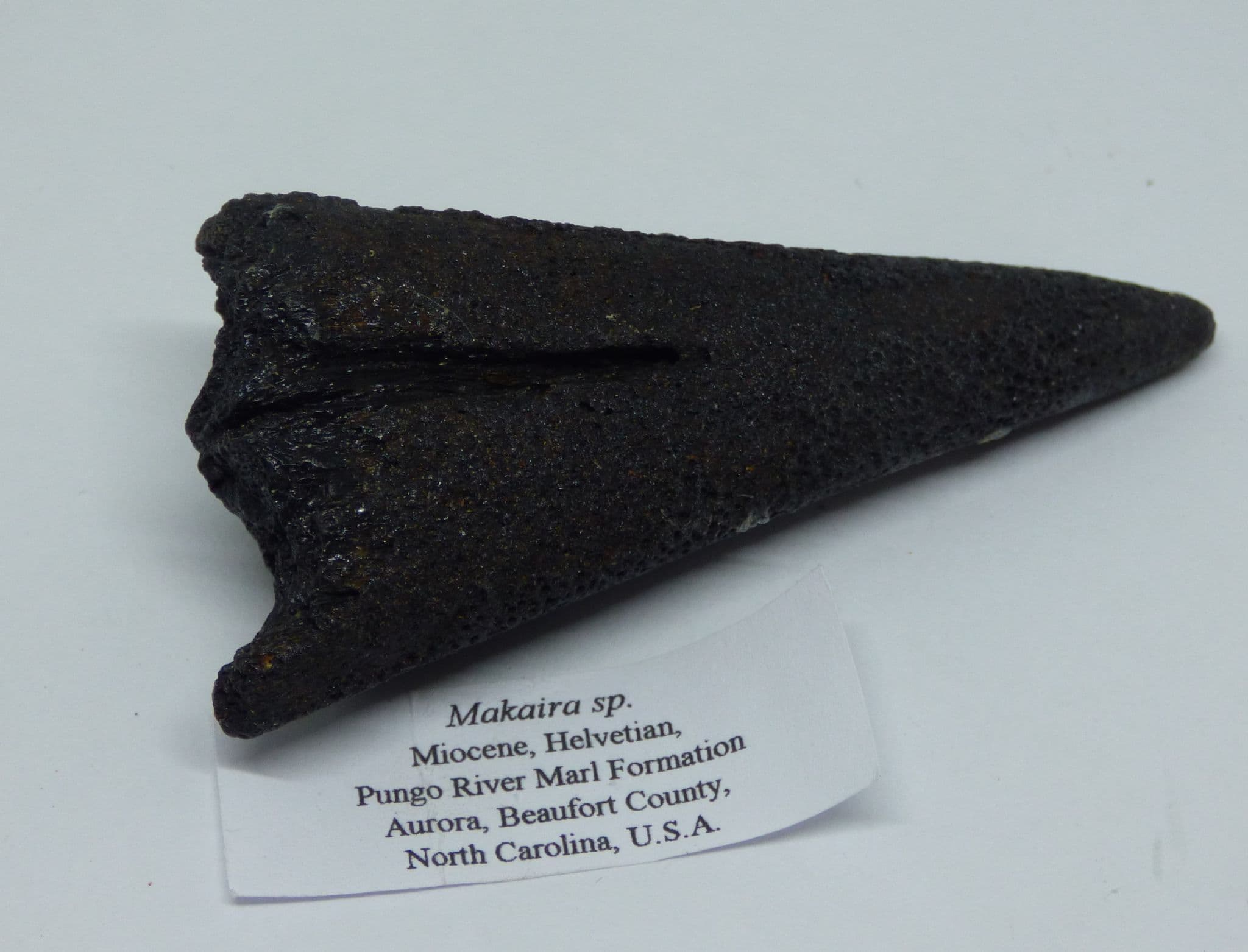 Fossil Sword Fish Bill sp. Makaira  Miocene. N Carolina. USA. with Display Stand