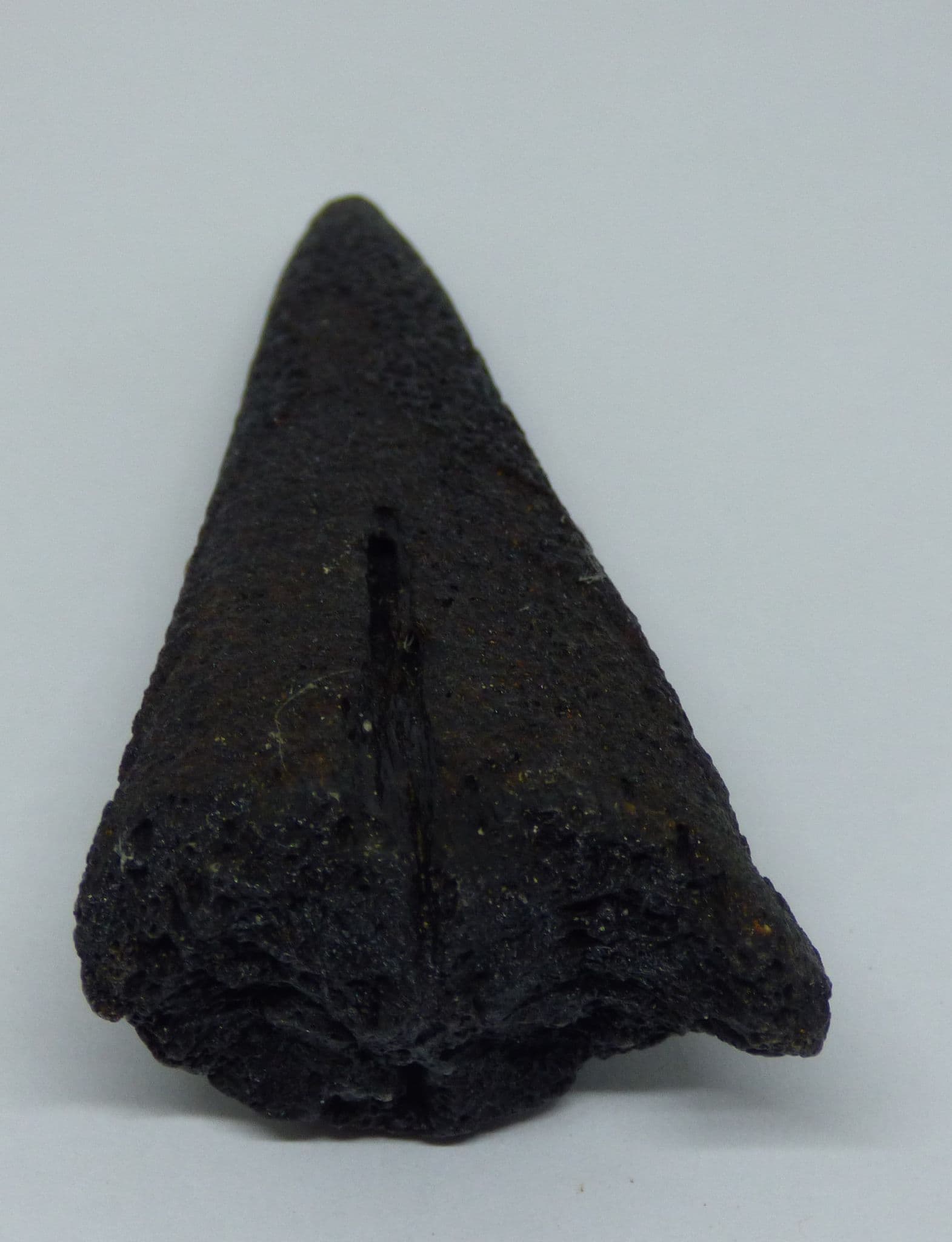Fossil Sword Fish Bill sp. Makaira  Miocene. N Carolina. USA. with Display Stand
