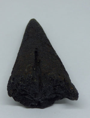 Fossil Sword Fish Bill sp. Makaira  Miocene. N Carolina. USA. with Display Stand