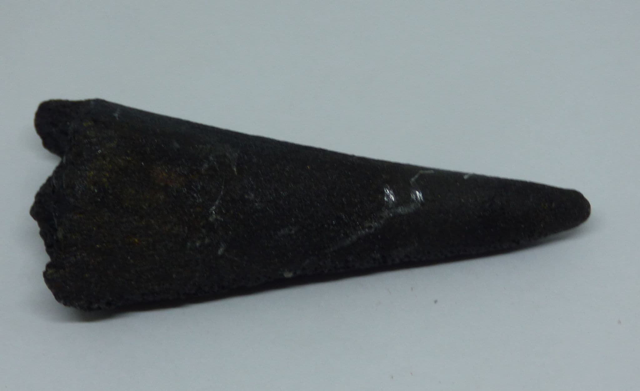 Fossil Sword Fish Bill sp. Makaira  Miocene. N Carolina. USA. with Display Stand