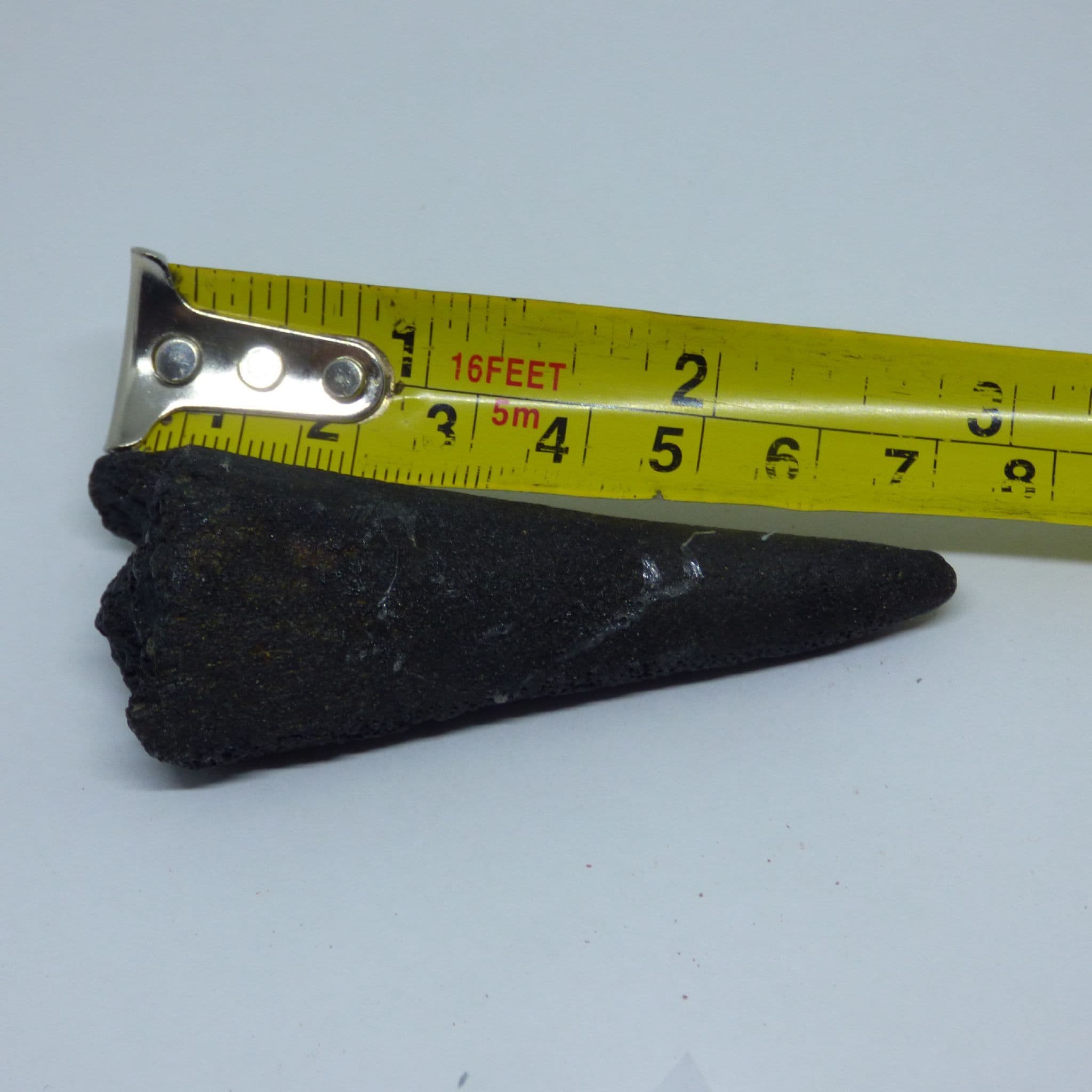 Fossil Sword Fish Bill sp. Makaira  Miocene. N Carolina. USA. with Display Stand