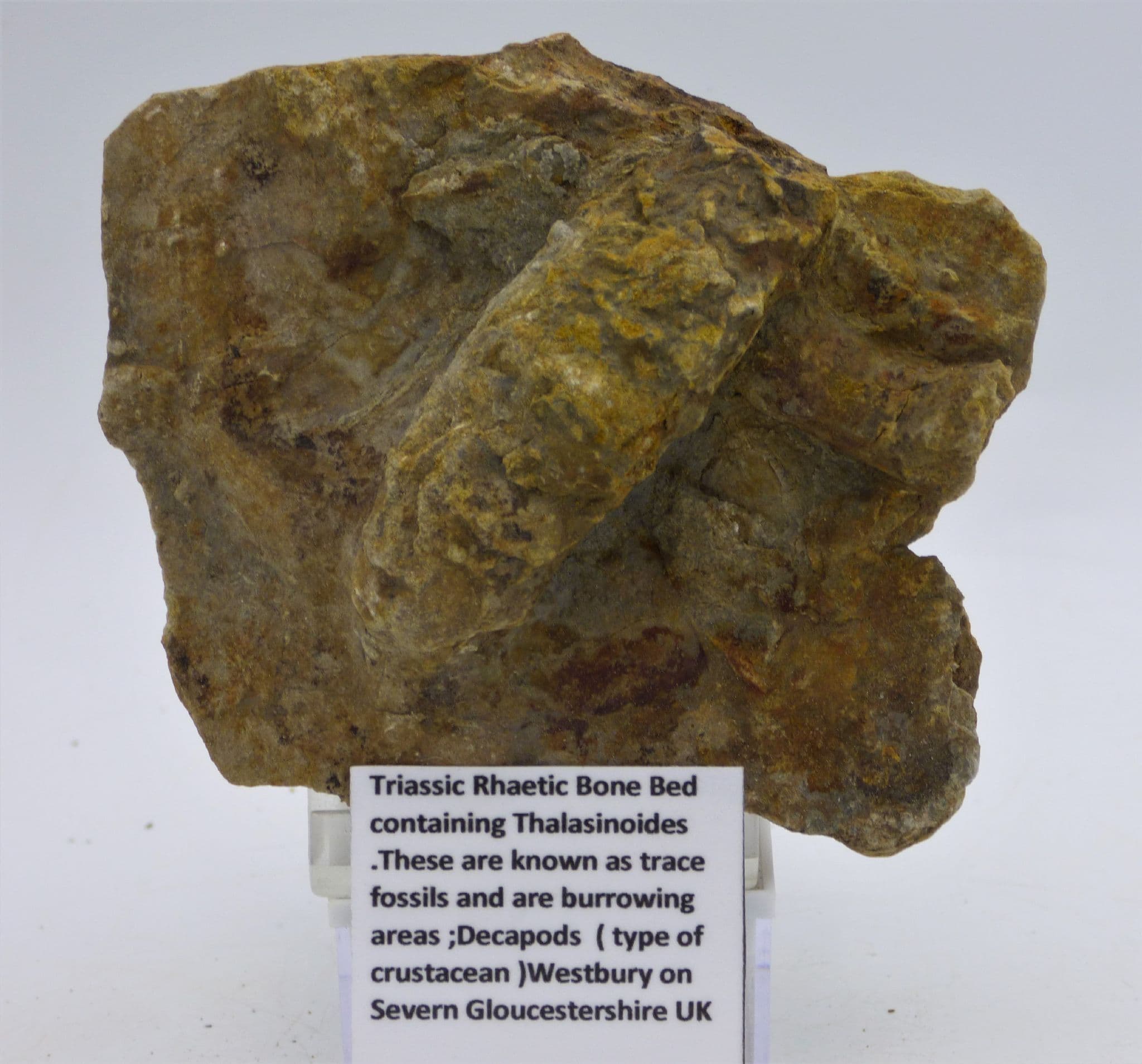 Fossil Thallasinoides Crustacean Burrow Triassic Rhaetic Gloucestershire UK