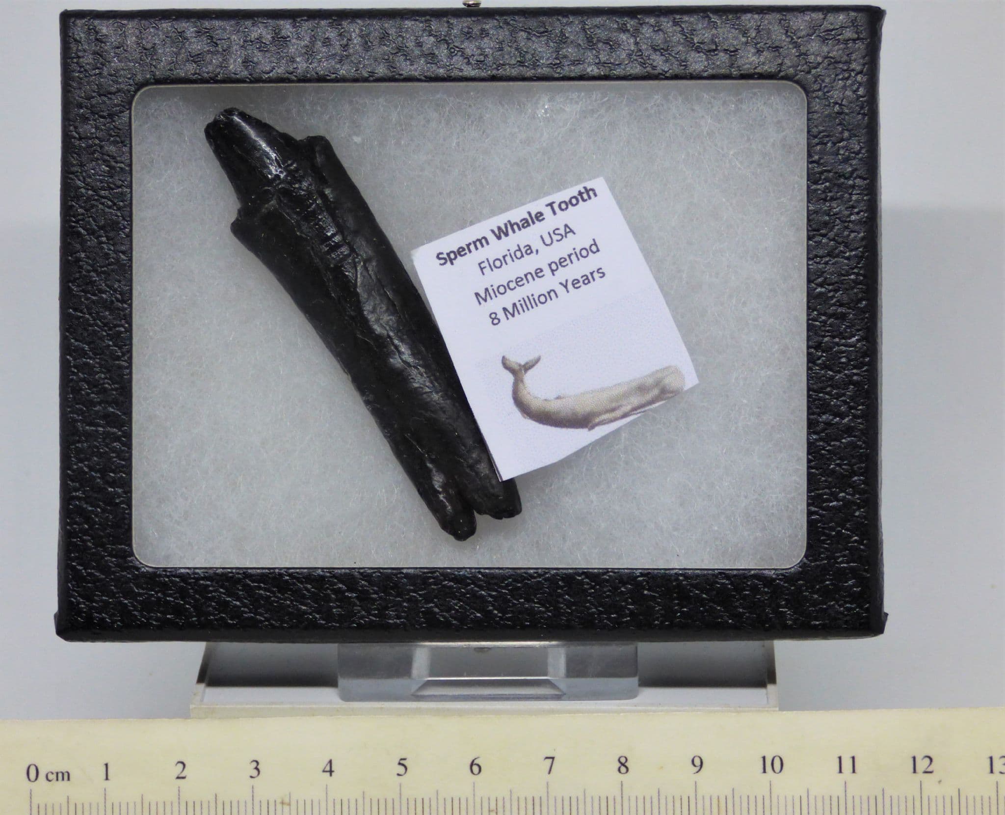 Fossil Tooth Sperm Whale Florida Miocene in Striker Collectors Box