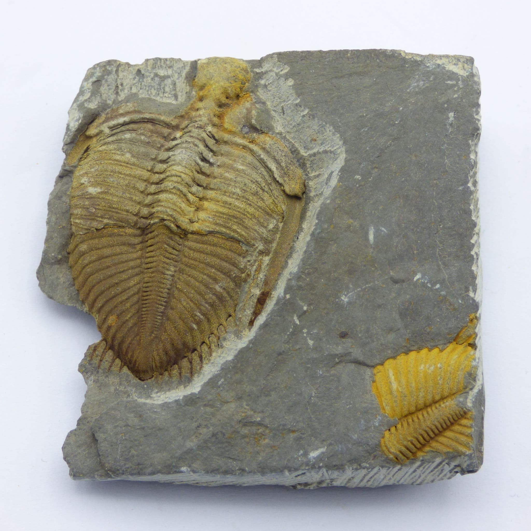 Fossil Trilobite Coronocephalina Jastrowi Bubei Province, China