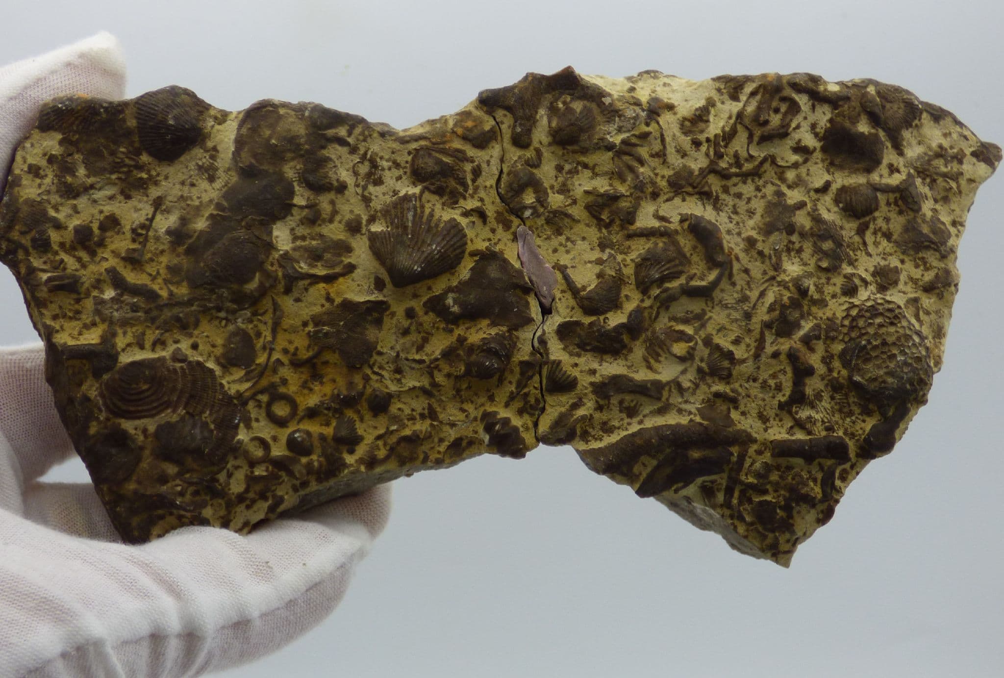 Fossil Trilobite Silurian Sea Floor Assemblage Dudley Wrens Nest
