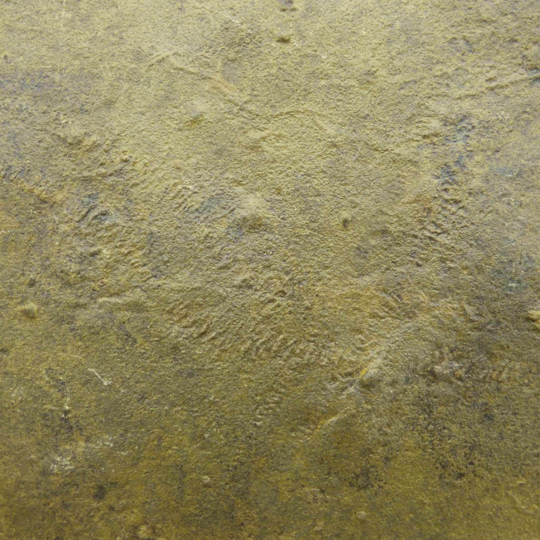 Fossil Trilobite Track Cruziana Ordovician North Wales UK